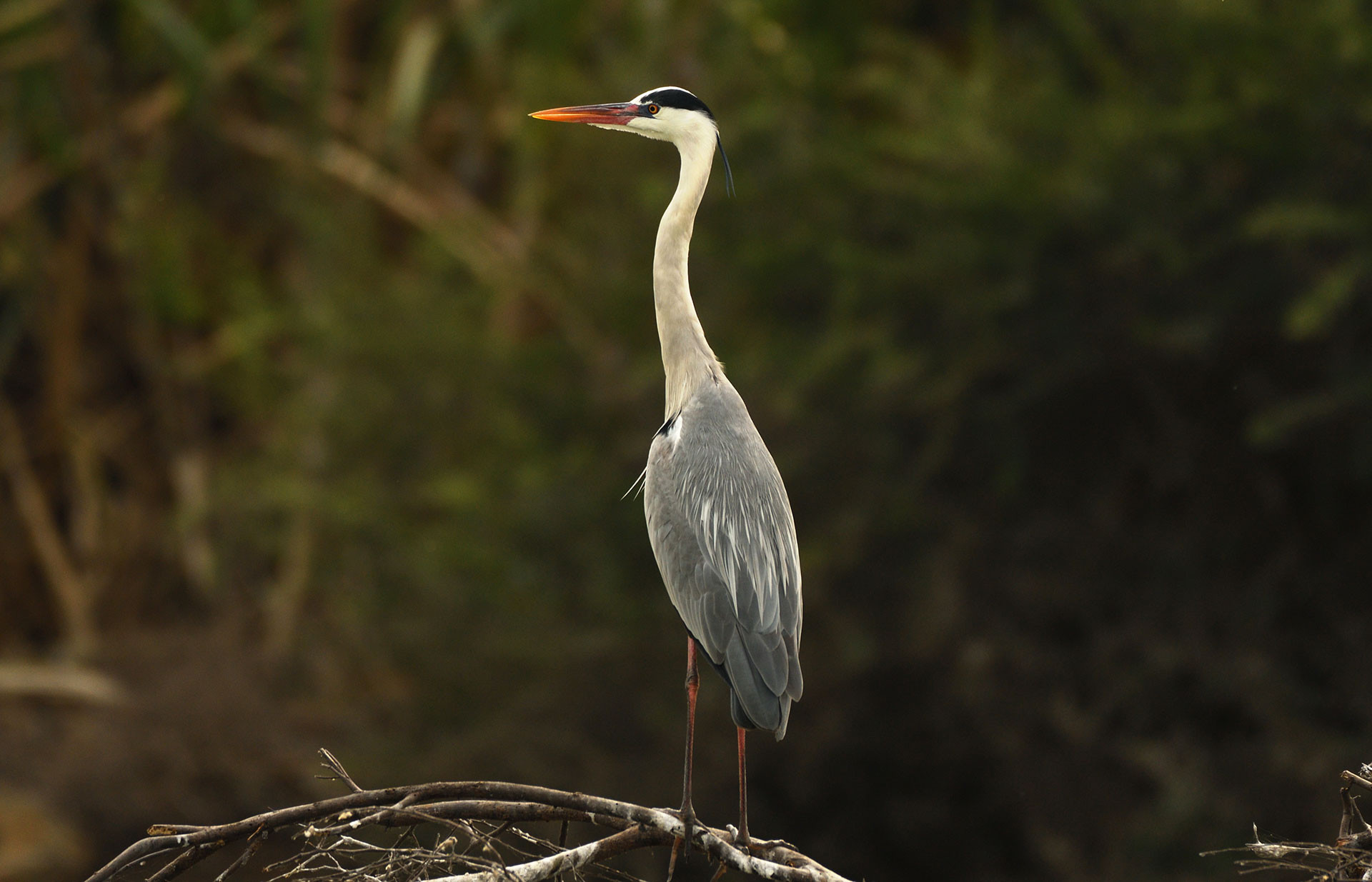 Grey Heron (Ardea cinerea) | Nature inFocus