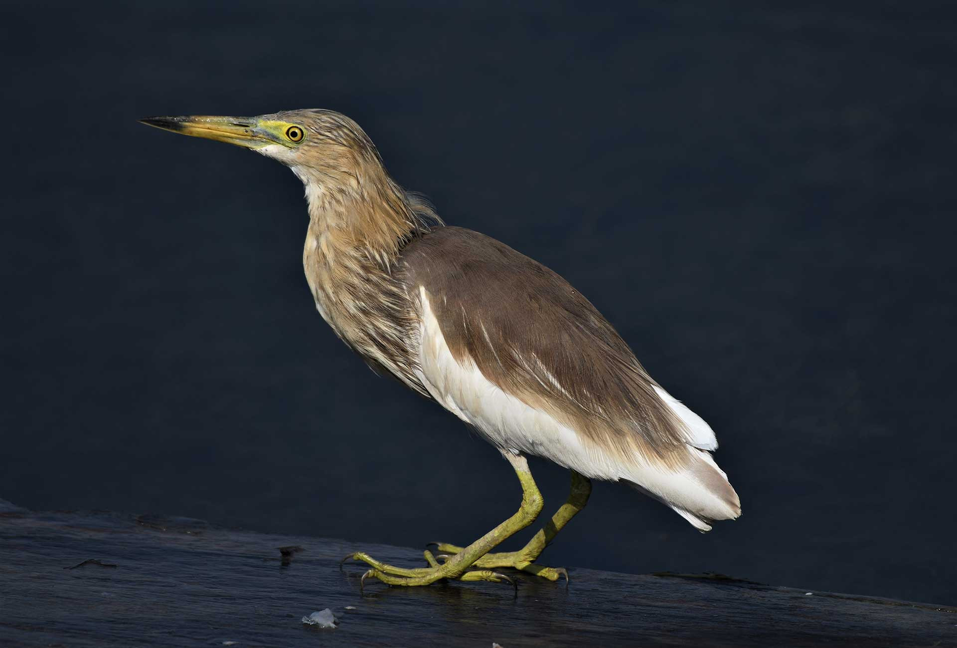 Indian Pond-Heron (Ardeola grayii)  | Nature inFocus