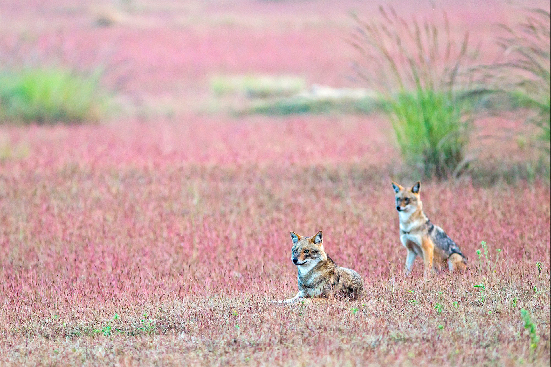 Indian Jackal or Golden Jackal in a grassland in Kanha