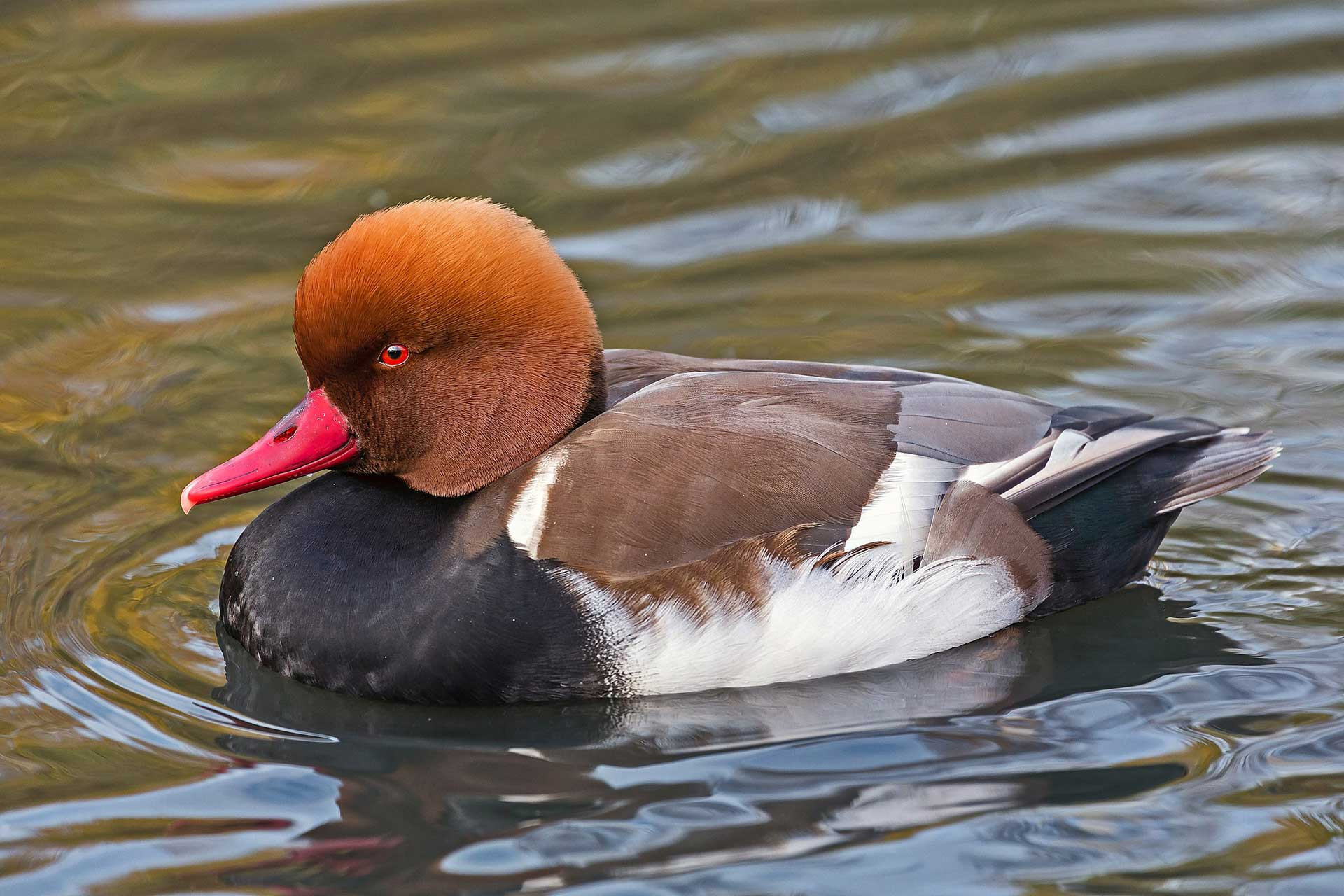 Red crested Pochard Netta rufina