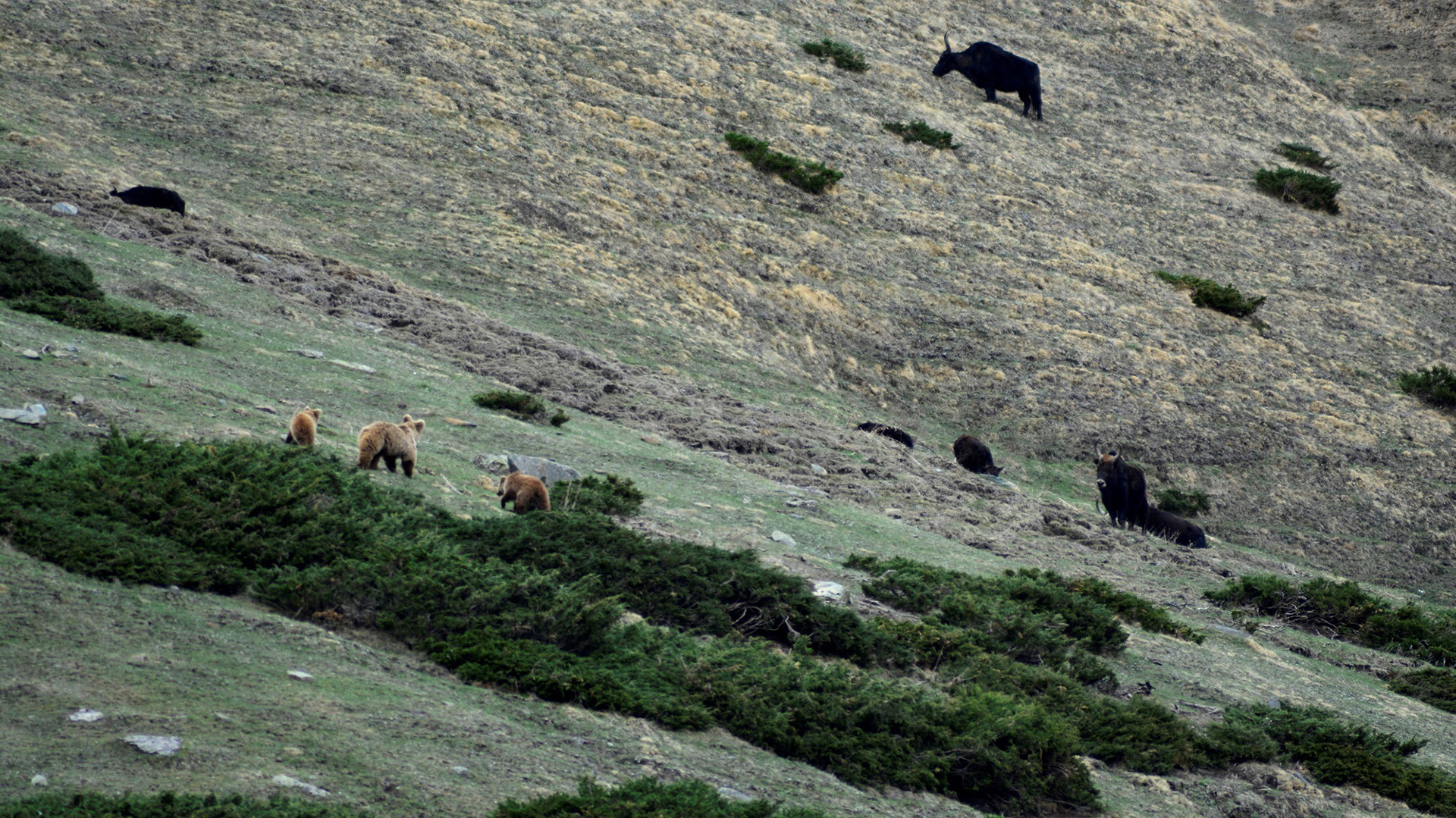 Himalayan Brown Bears and cattle grazing together in Kugti Village in Kargil, Ladakh
