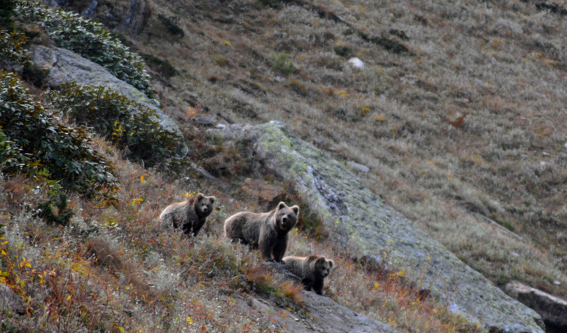 Himalayan Brown Bear with two cubs in Kargil Ladakh