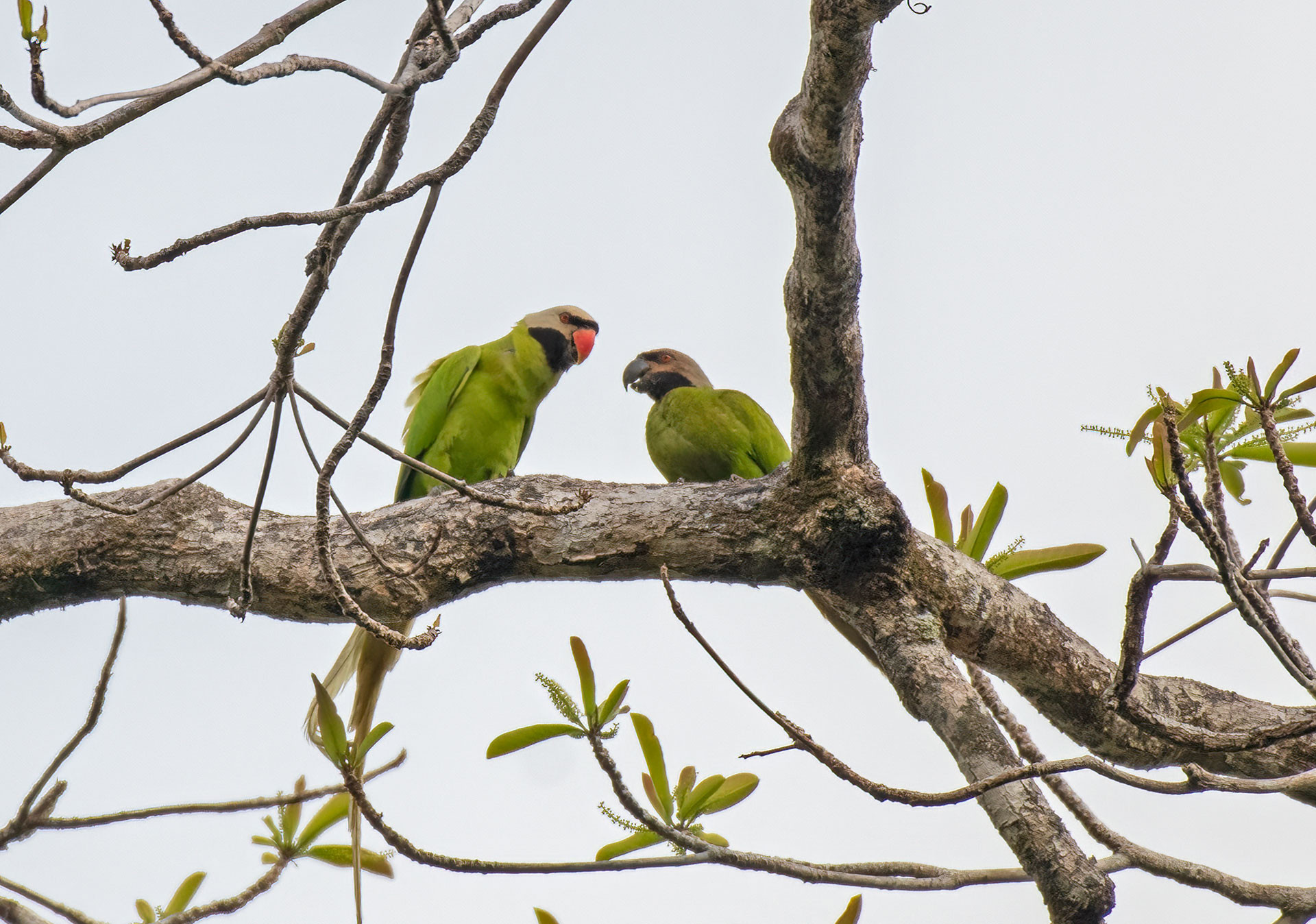 Blyth's Parakeet or Nicobar Parakeet in Galathea National Park, Nicobar