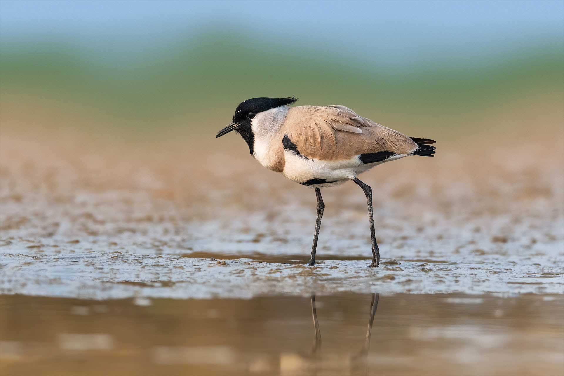 River Lapwing near a waterbody