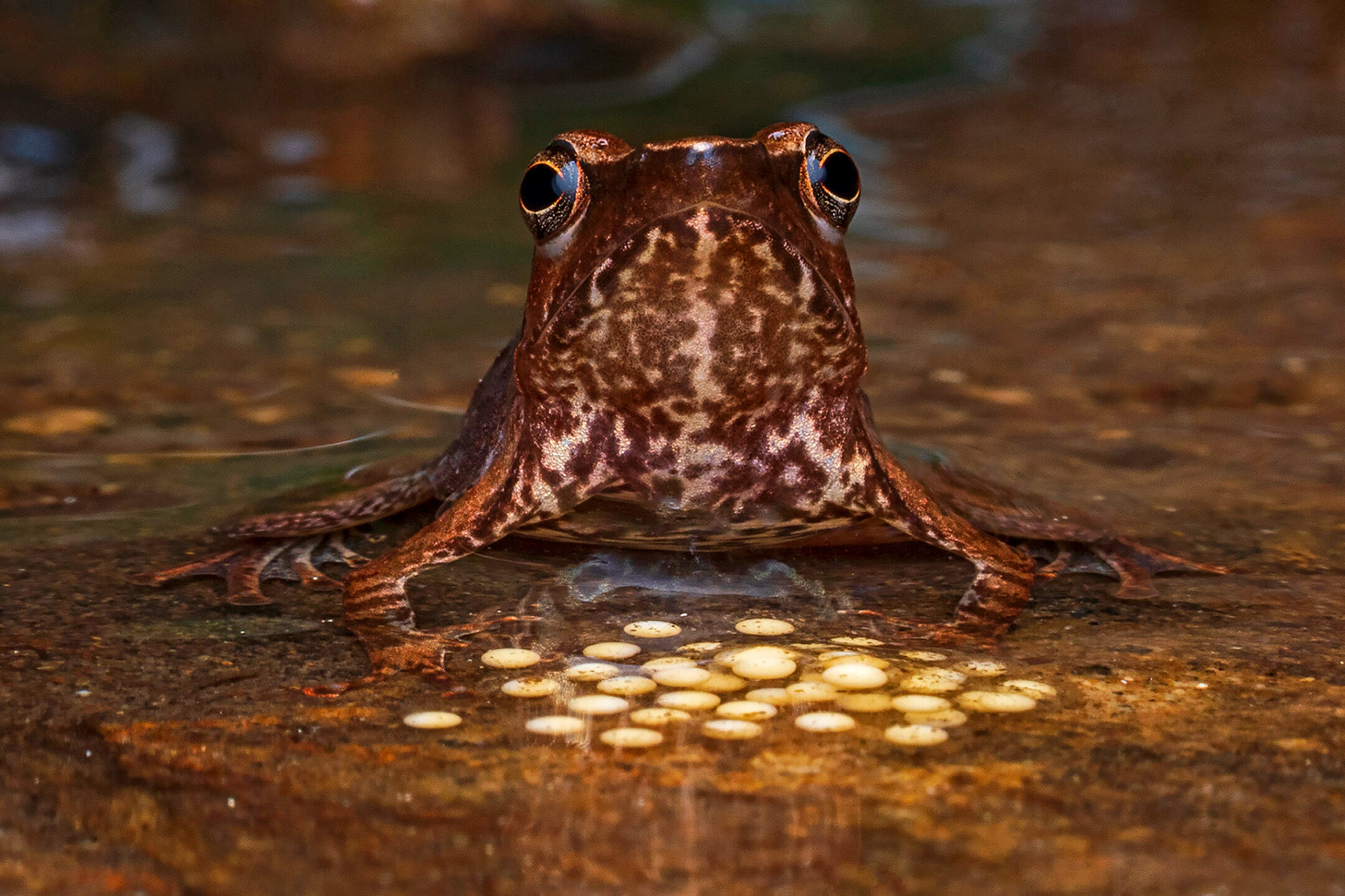 Female dancing frog micrixalus with her eggs in a stream