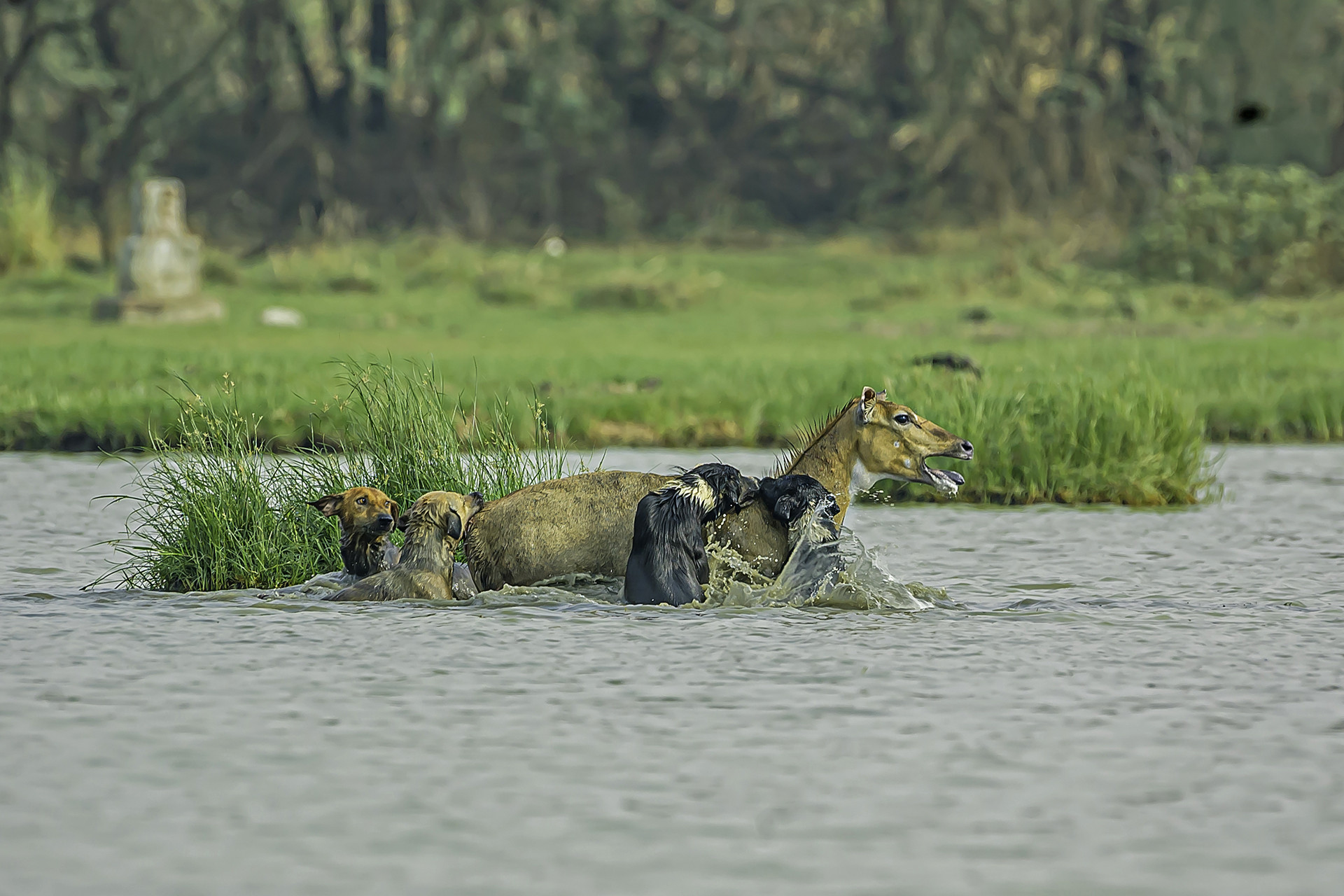 Nilgai being attacked by dogs in Sultanpur National Park