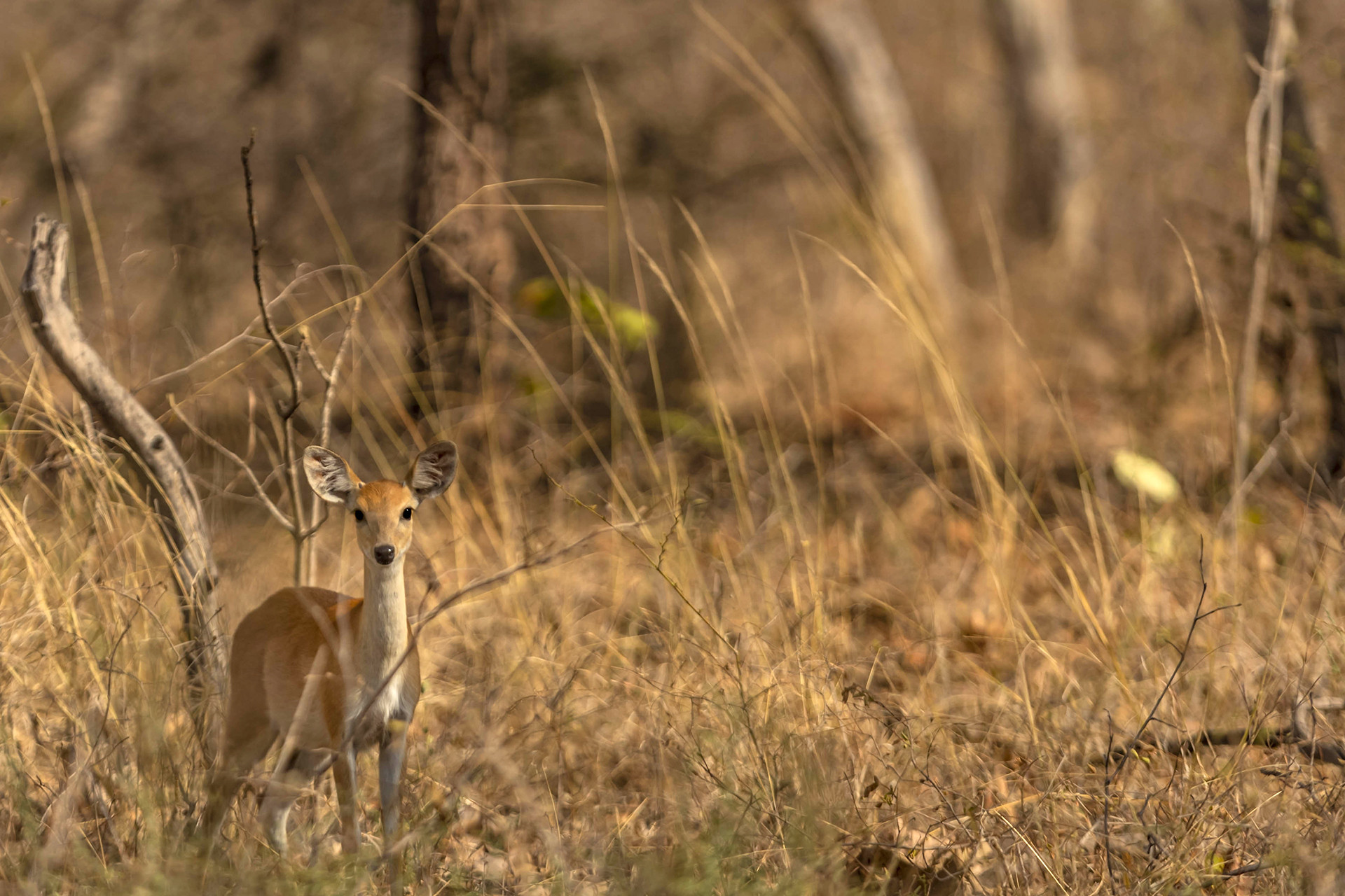 Four-horned Antelope or Chousingha