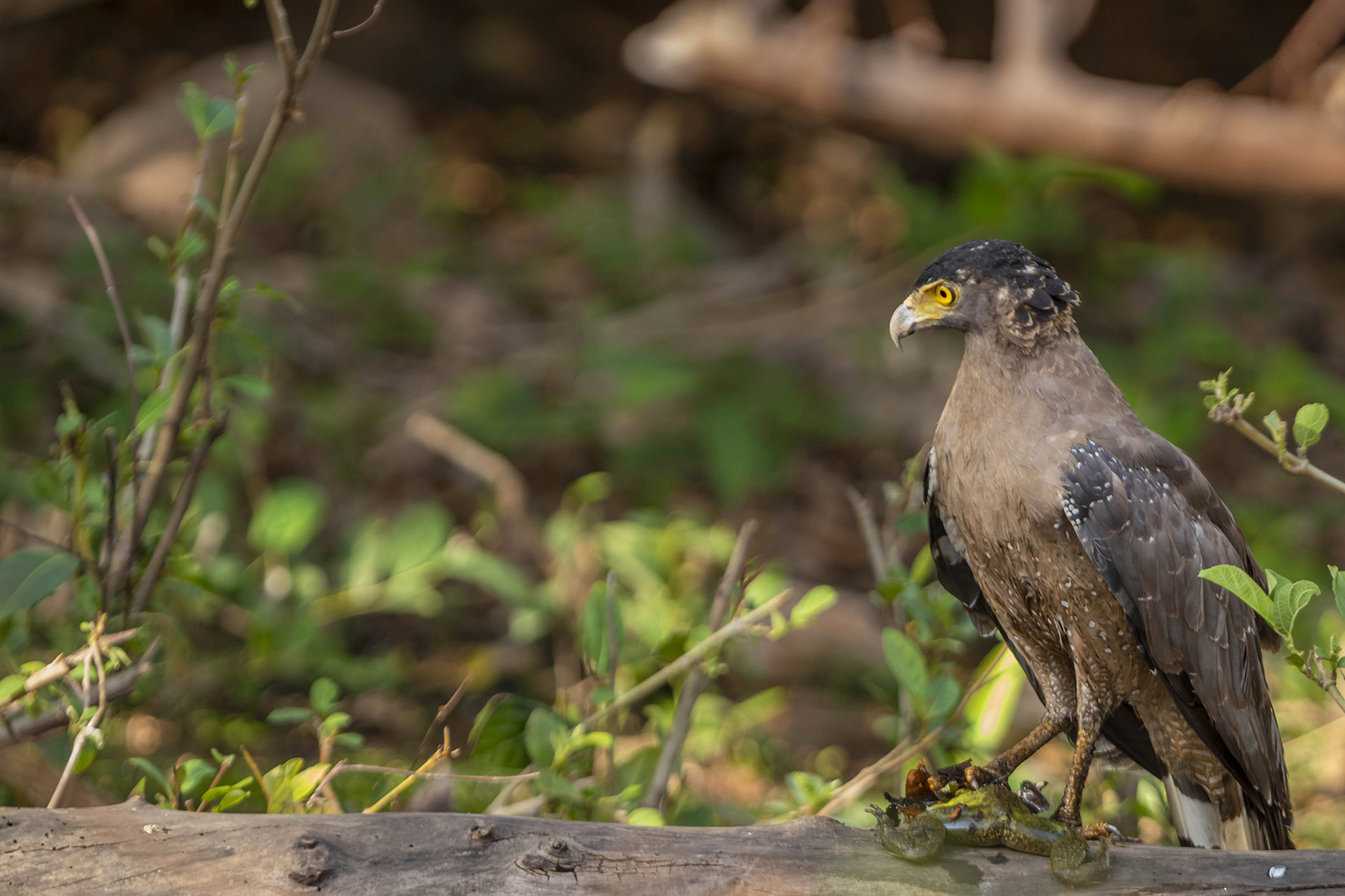 Crested Serpent Eagle with a bullfrog