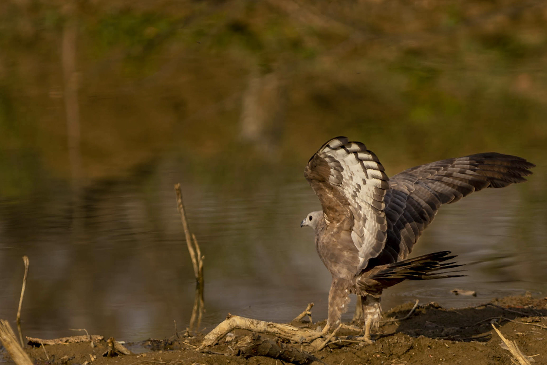 Oriental Honey Buzzard in Tadoba National Park