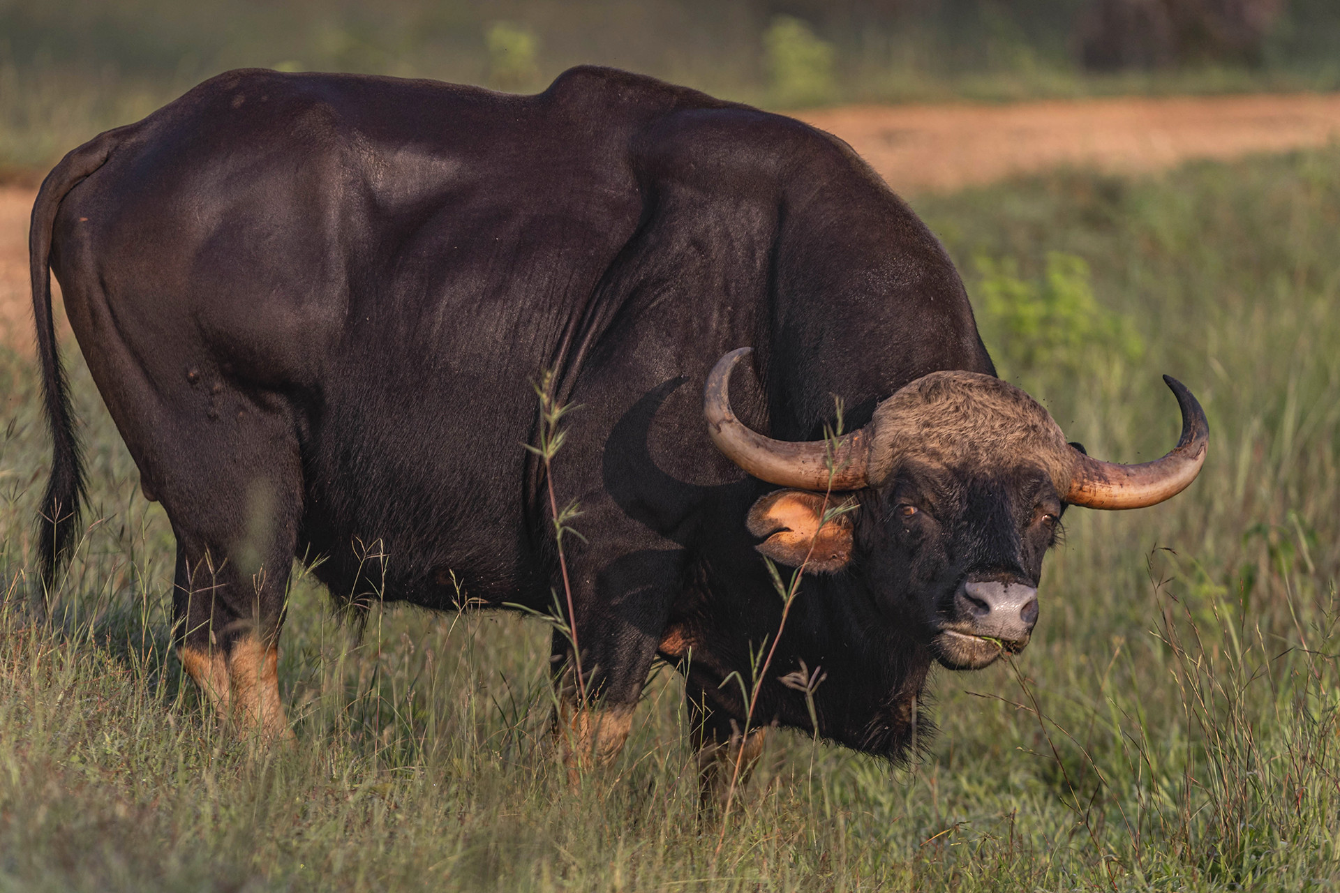 Indian Gaur in Tadoba Tiger Reserve