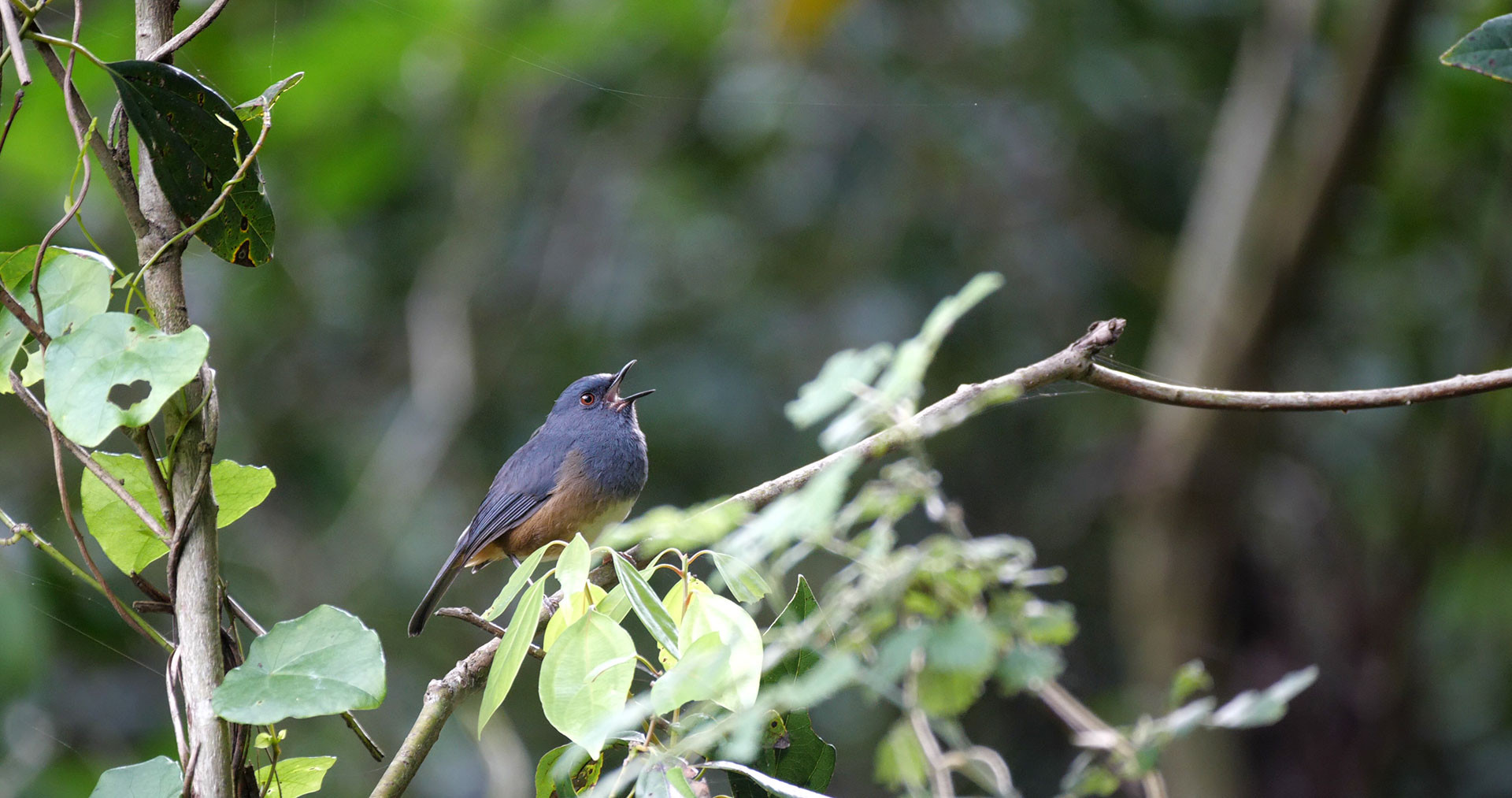Nilgiri Sholakili Sholicola major also known as Nilgiri Blue Robin or Nilgiri Shortwing