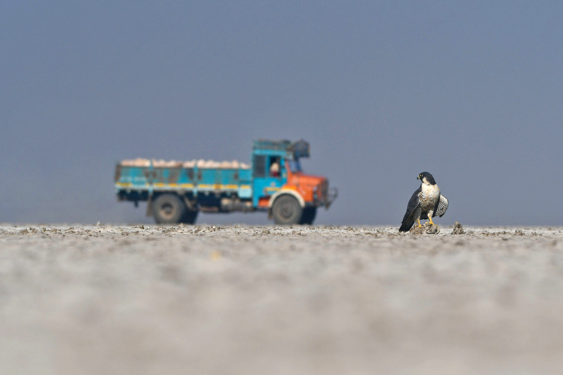 Peregrine Falcon near a salt pan in the Little Rann of Kutch in Gujarat
