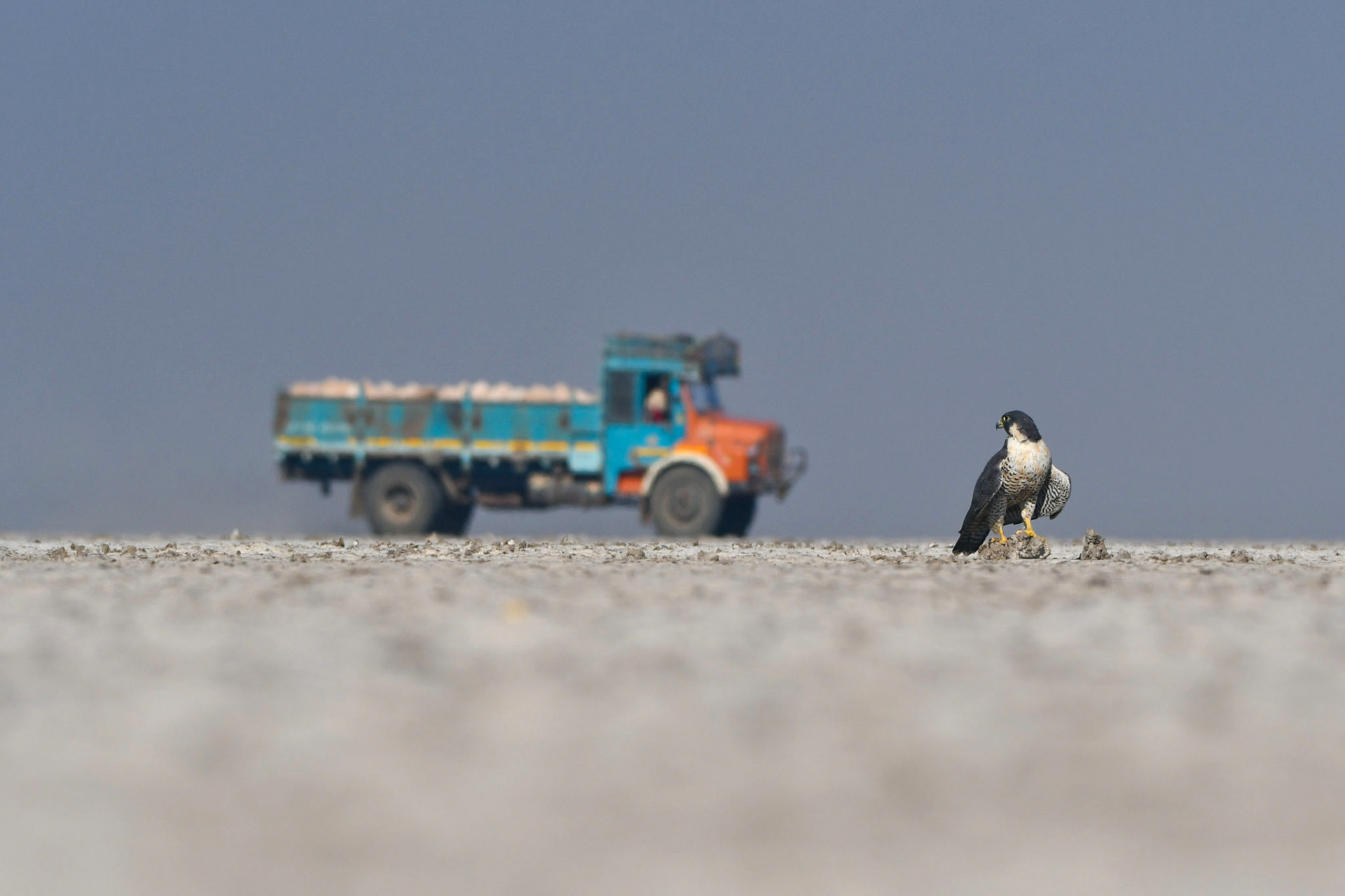 Peregrine Falcon in Little Rann of Kutch