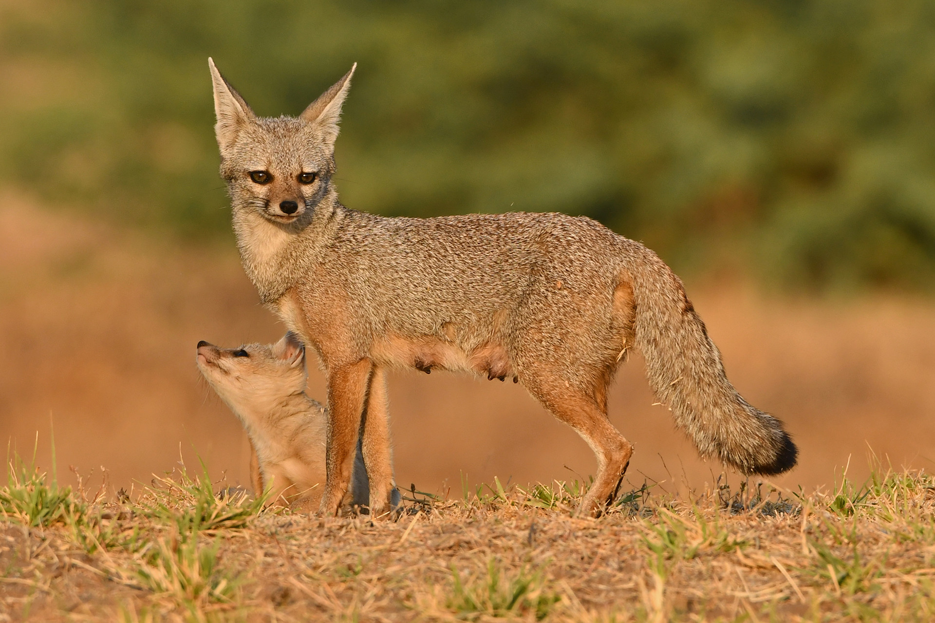 Indian Fox Vulpes bengalensis with a pup