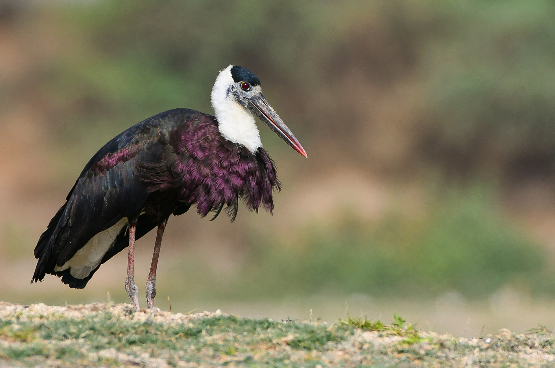 Woolly-necked Stork Ciconia episcopus
