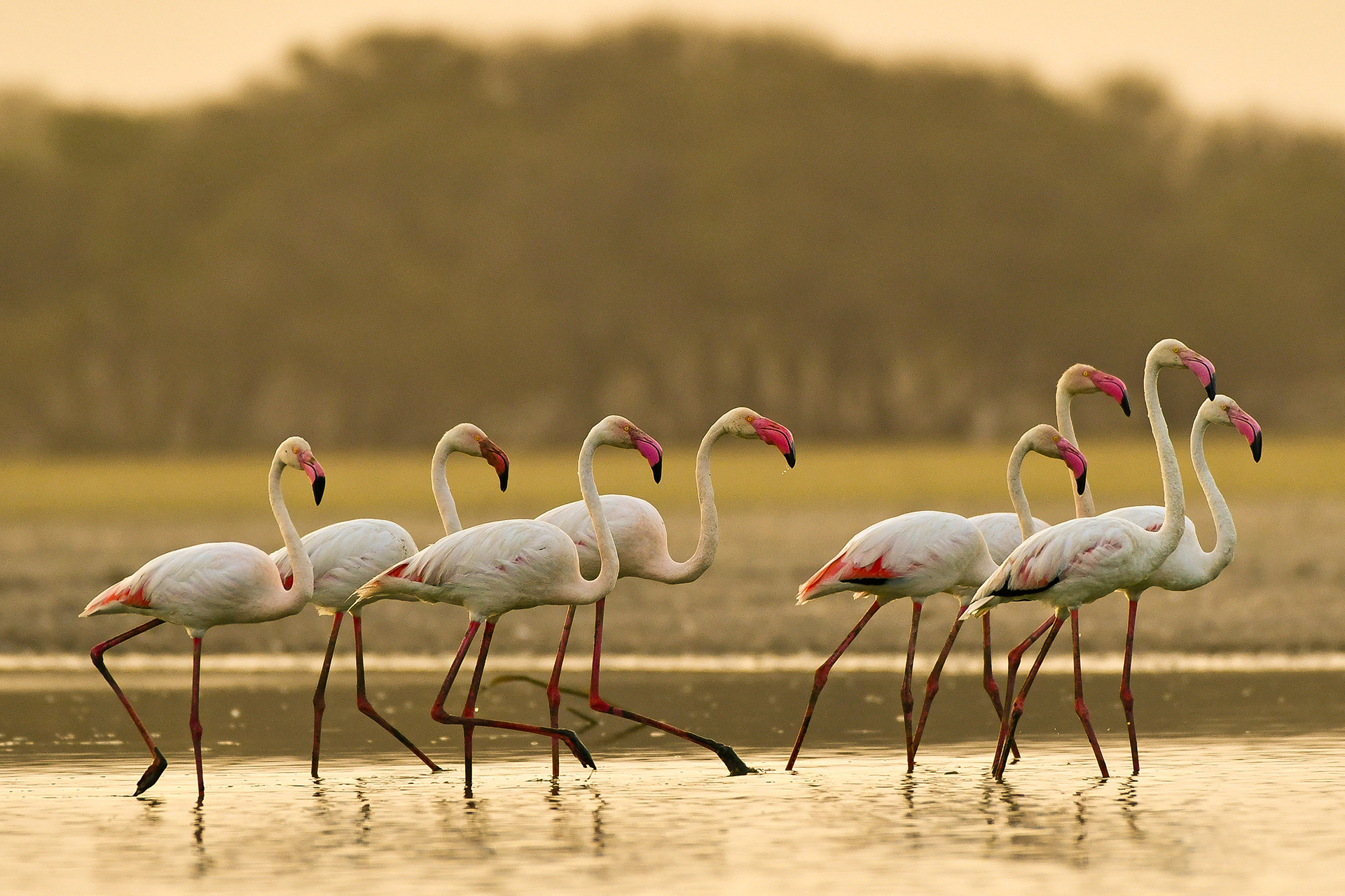 Greater Flamingos in Thol Bird Sanctuary, Mehsana