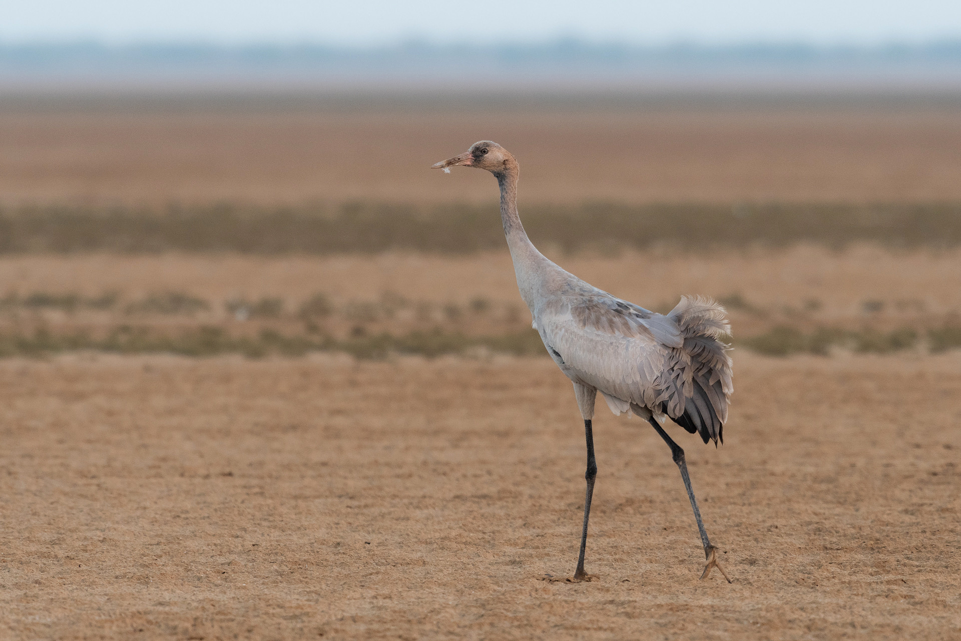Common Crane Grus grus in Chhari-Dhand, Great Rann of Kutch