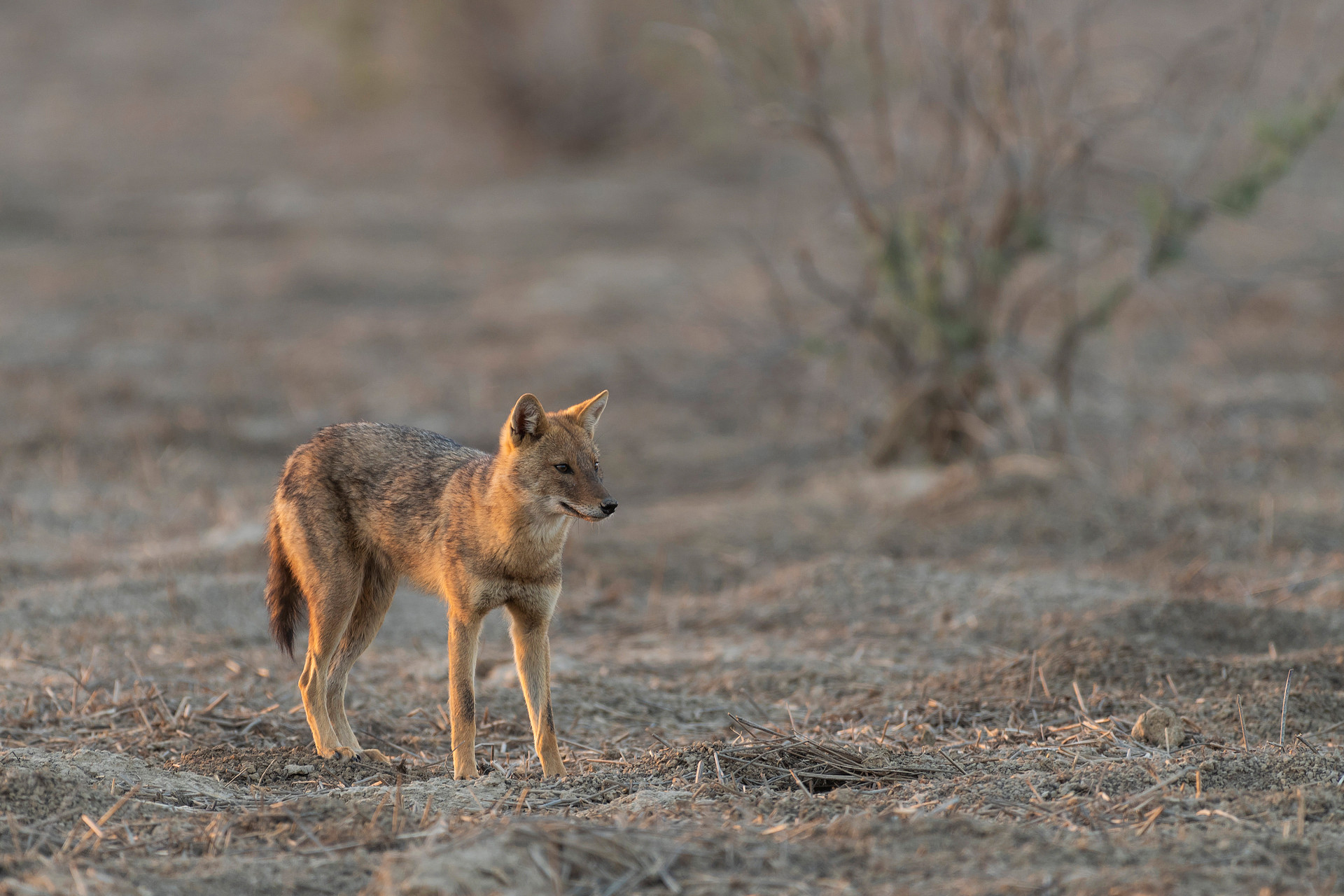 Golden Jackal in Chhari-Dhand, Great Rann of Kutch