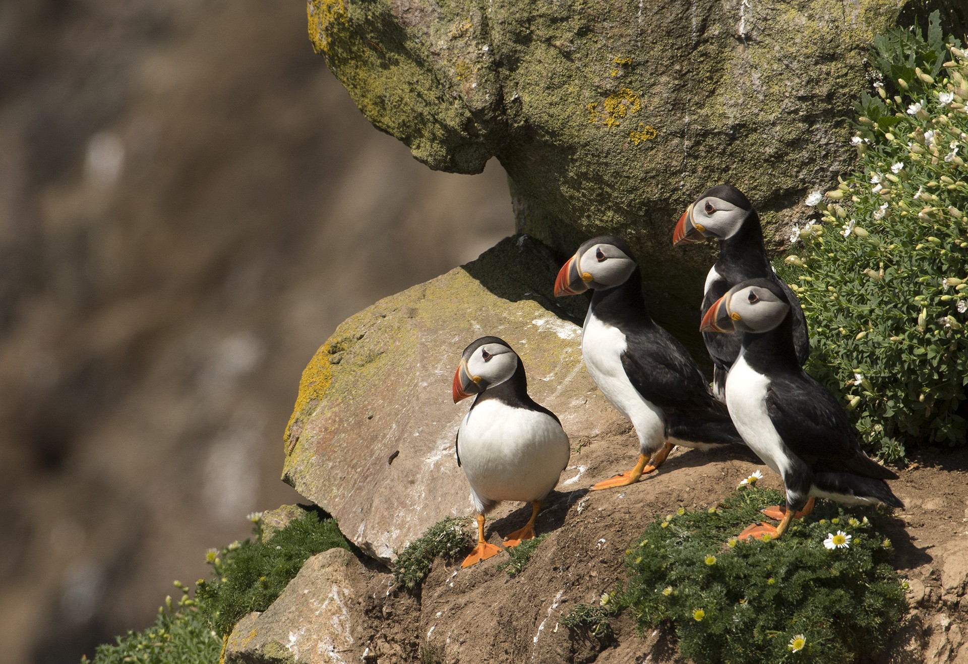 Nitin shenoy - Animal Collective | Nature inFocus