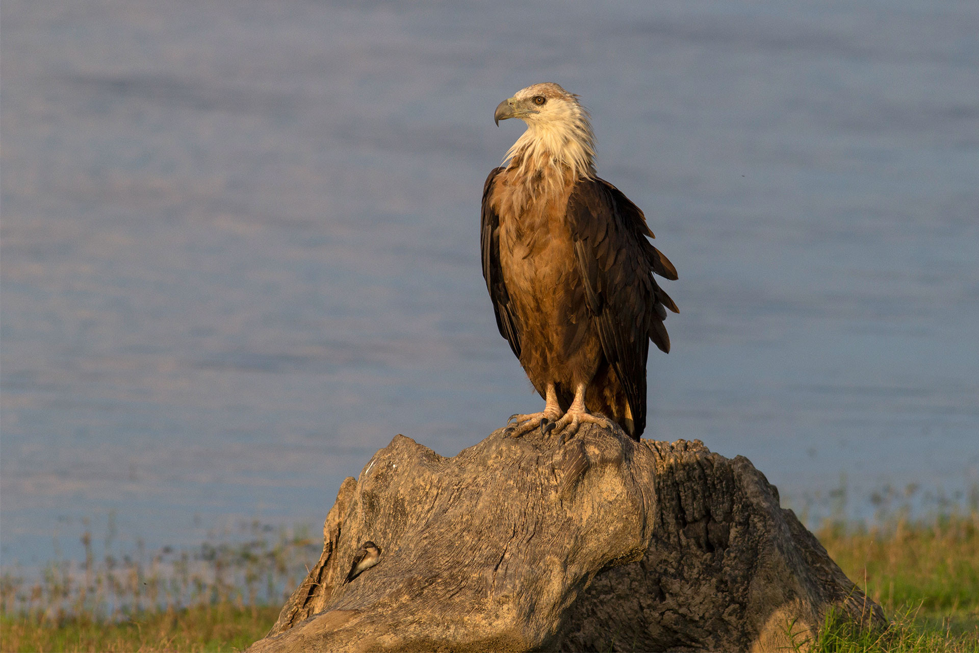Pallas’s Fish-Eagle endangered migratory eagle species
