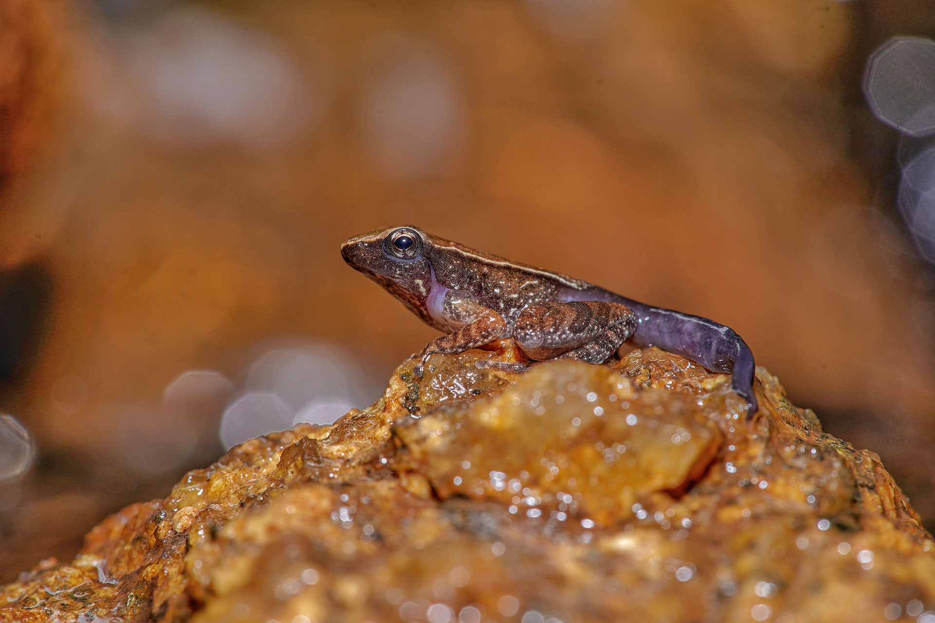 Tadpole of a dancing frog micrixalus sp