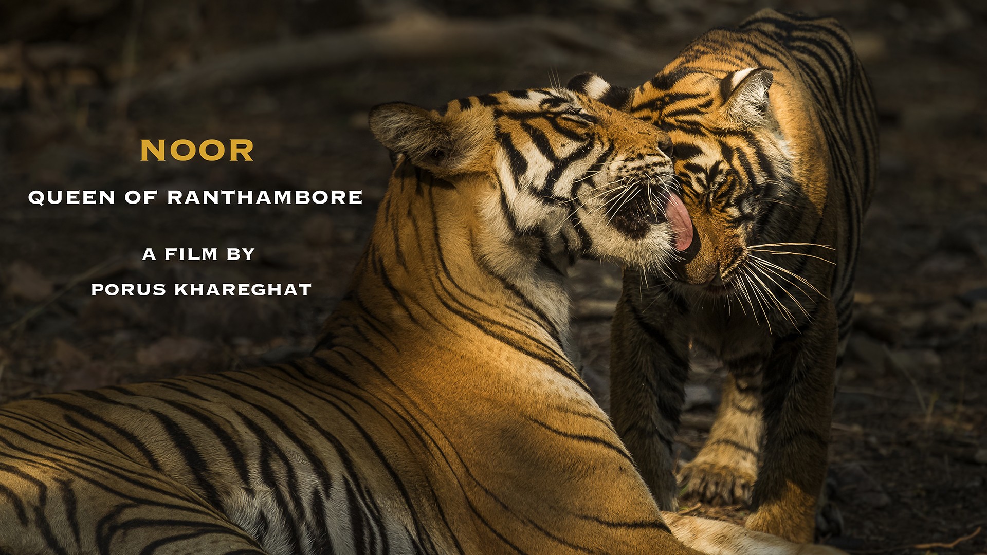 Noor a i - Nature inFocus Film Awards 2019: The Winners | Nature inFocus