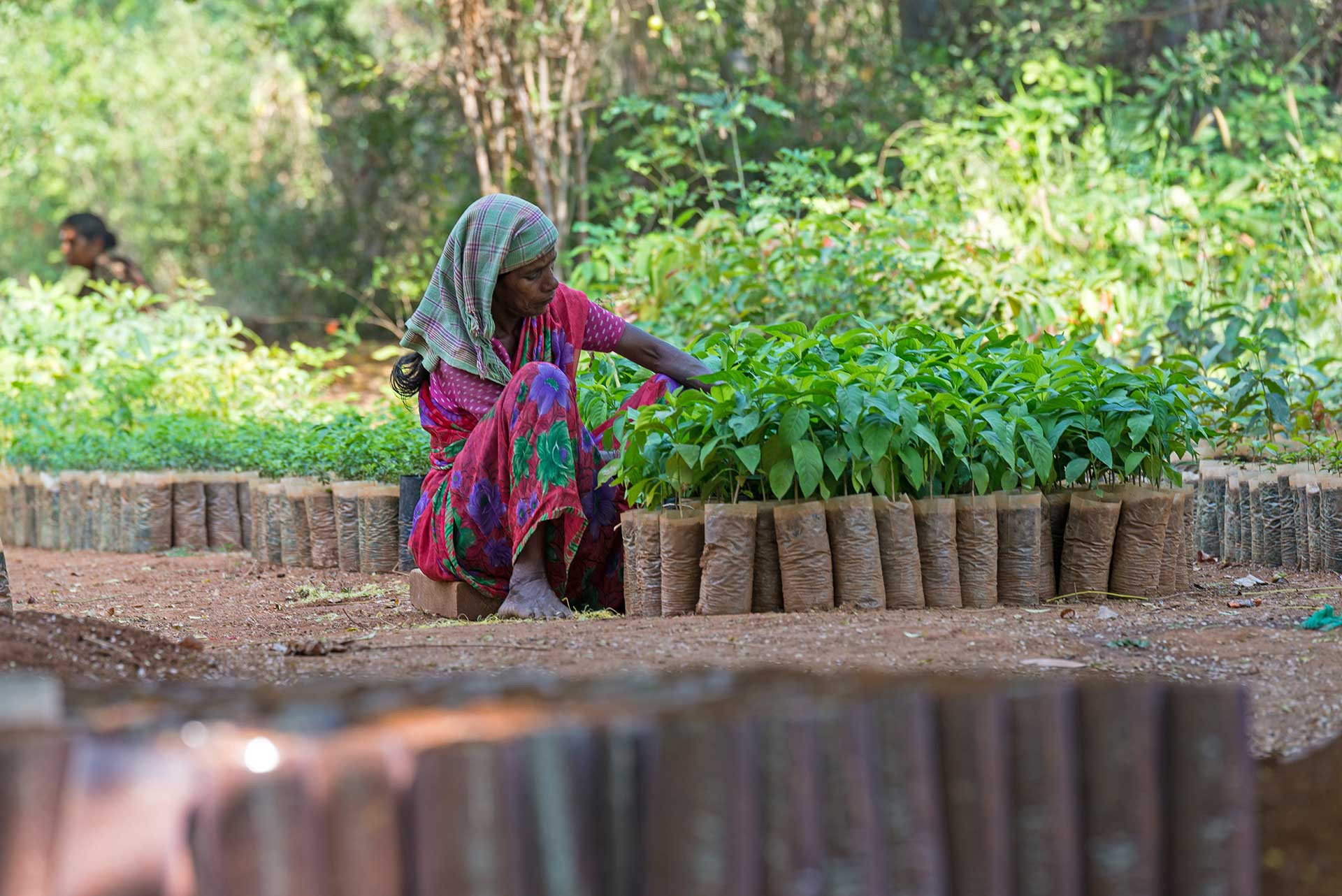      Nursery   | Nature Infocus
