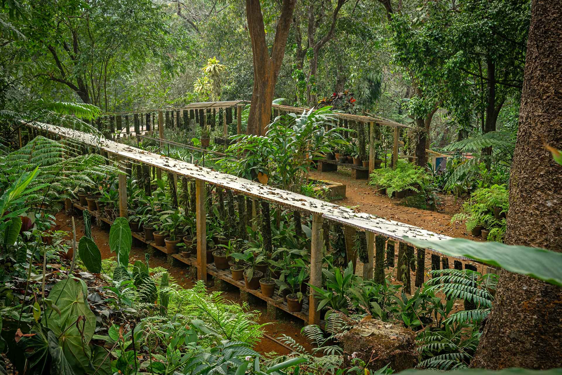      Nursery area GurukulaERA | Nature Infocus