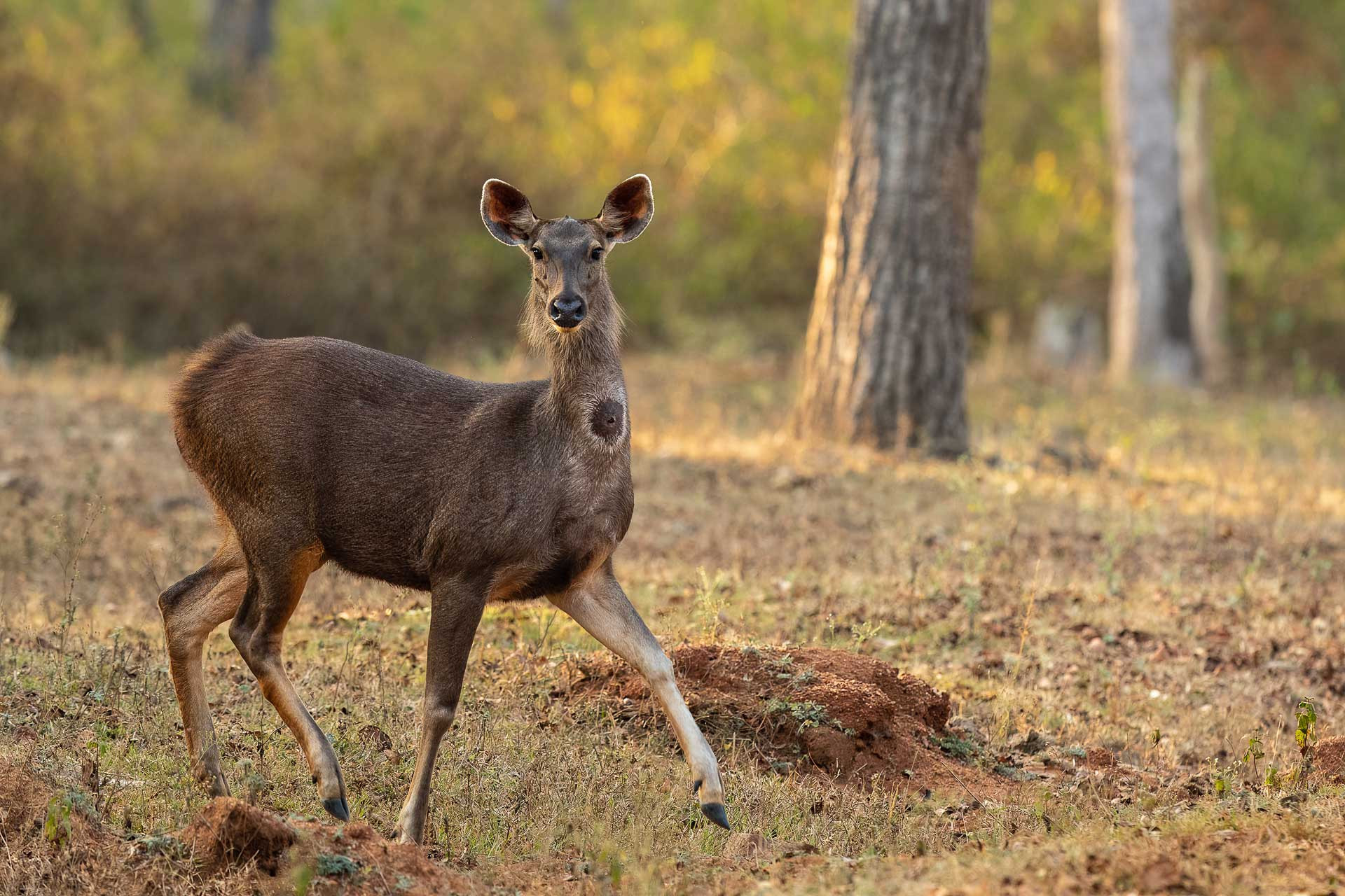      Odisha  Sambar Ganesh Namasivayam | Nature Infocus