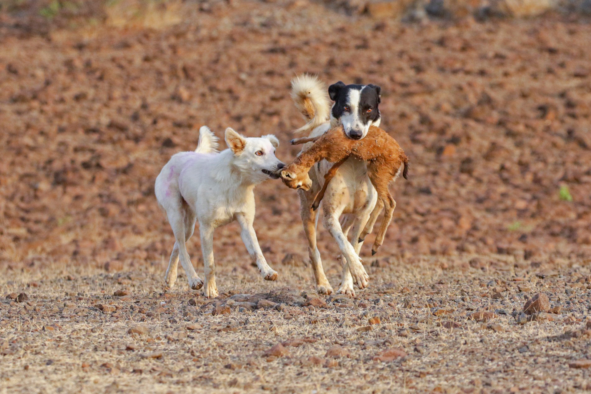 Feral dogs with a dead antelope fawn