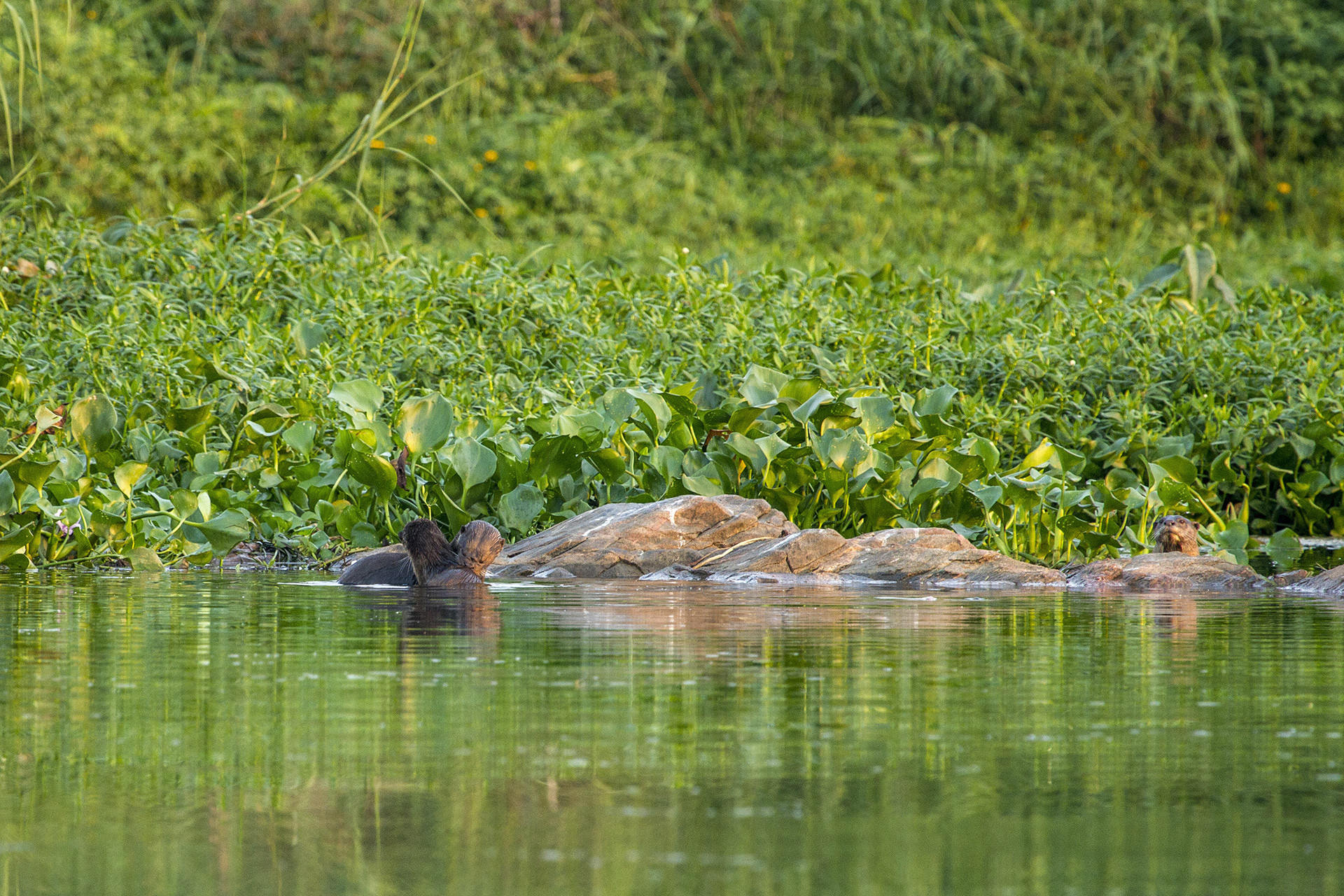 Otters - Otterly Beautiful | Nature inFocus