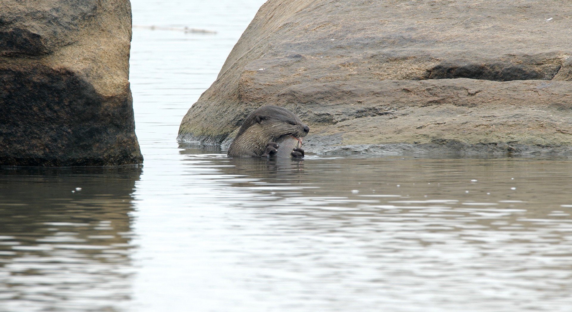 Otters fish webbed feet - Otterly Beautiful | Nature inFocus