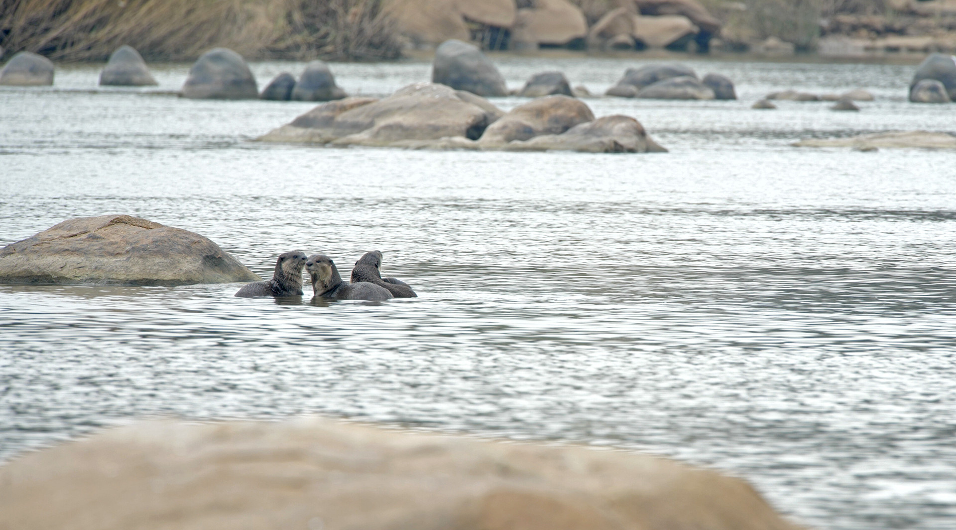 Otters group - Otterly Beautiful | Nature inFocus