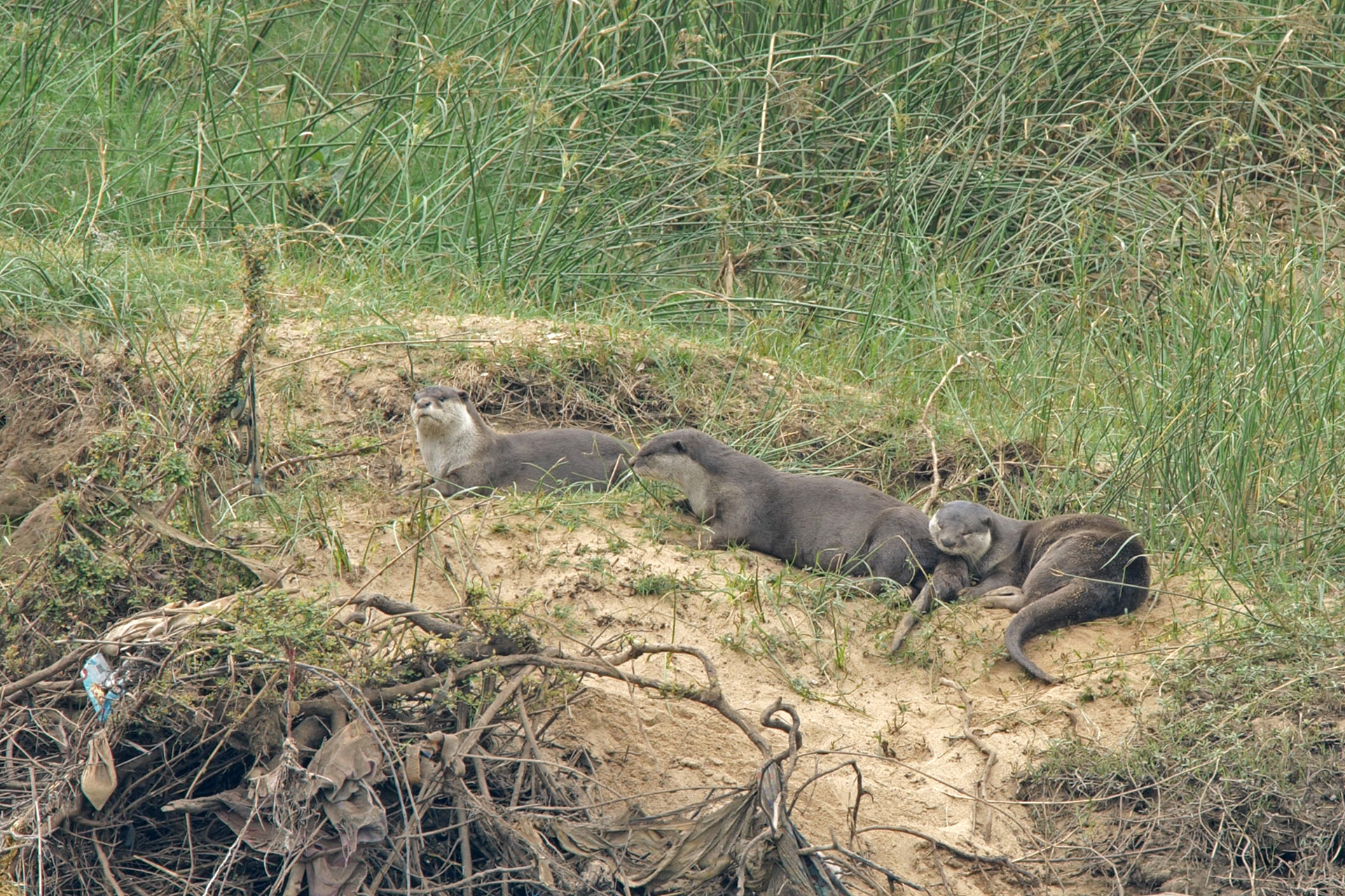 Otters sandbank - Otterly Beautiful | Nature inFocus