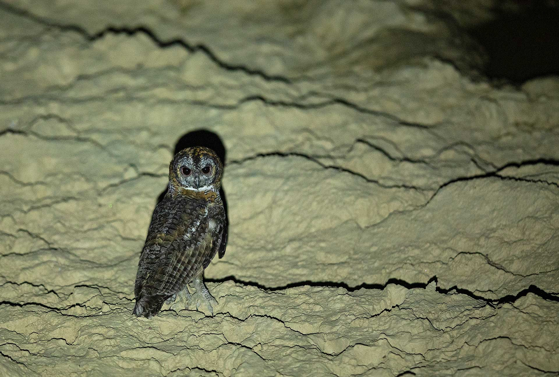 Mottled Wood Owl on night safari in Satpura Forest