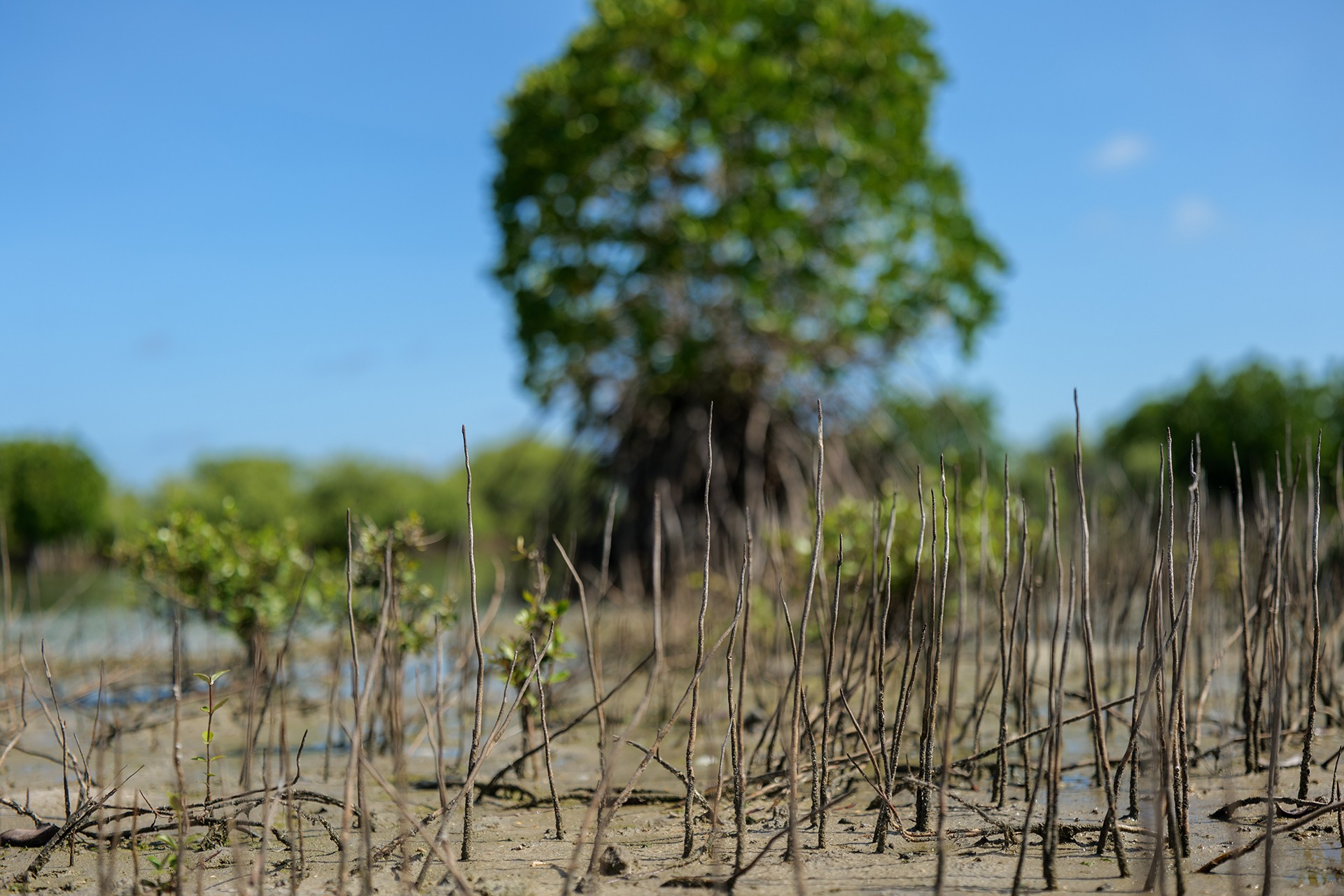 P - Reminiscing Wetlands | Nature inFocus