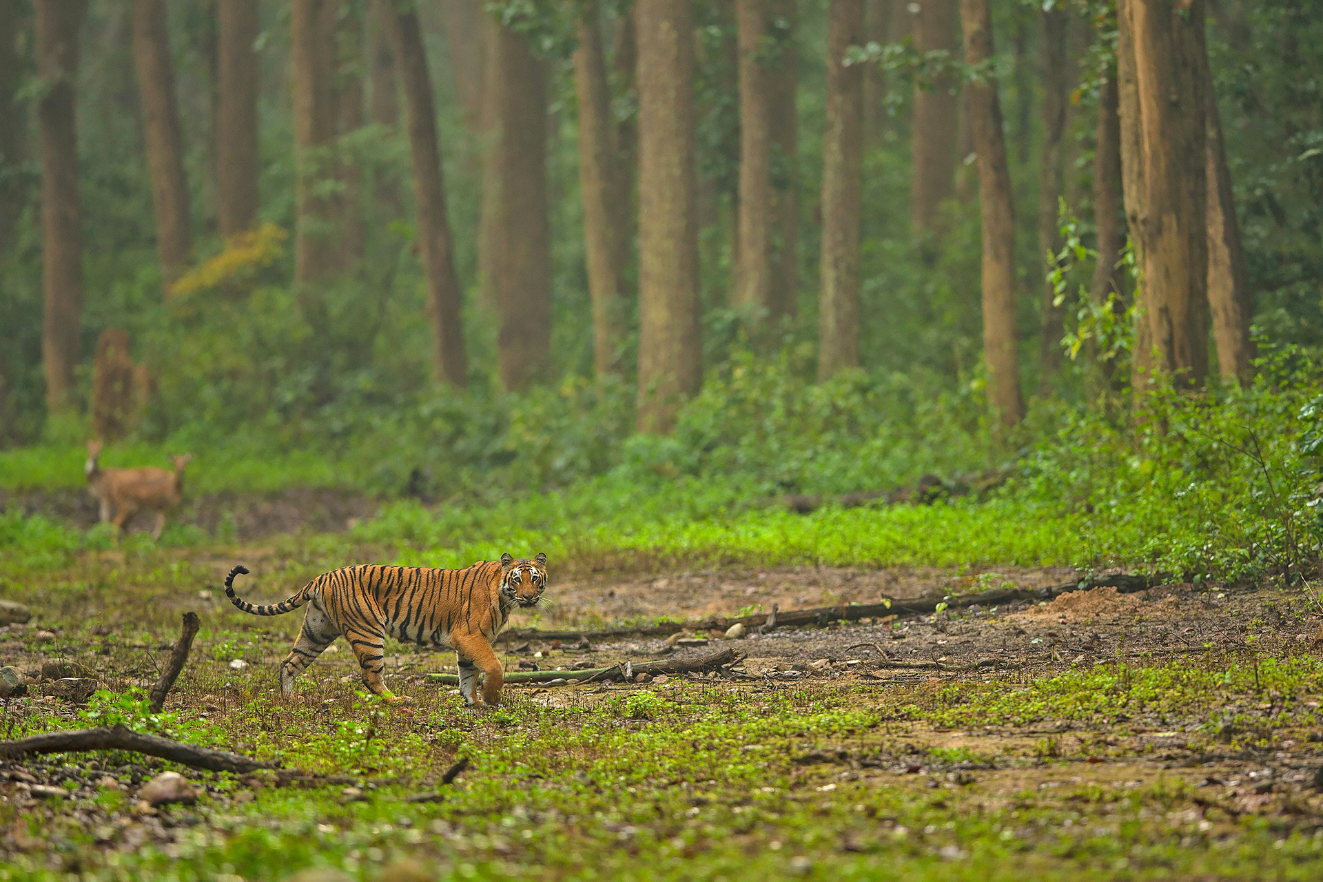 Bengal Tiger in Corbett National Park