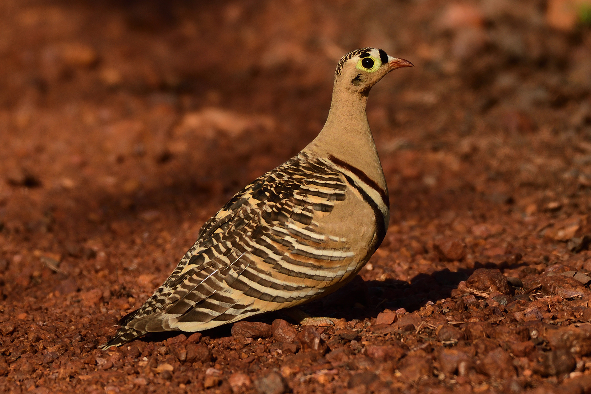 Painted sandgrouse - Birders Flock To The Forests Of Madhya Pradesh | Nature inFocus