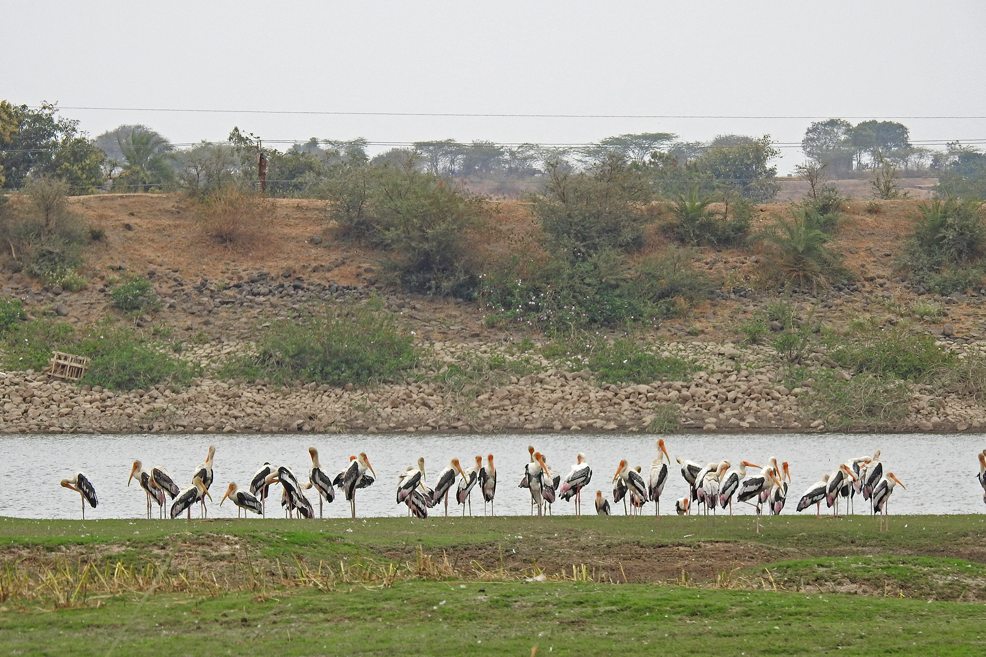 Painted stork kishanpura lake - 13 Places To Go Birdwatching In Indore | Nature inFocus