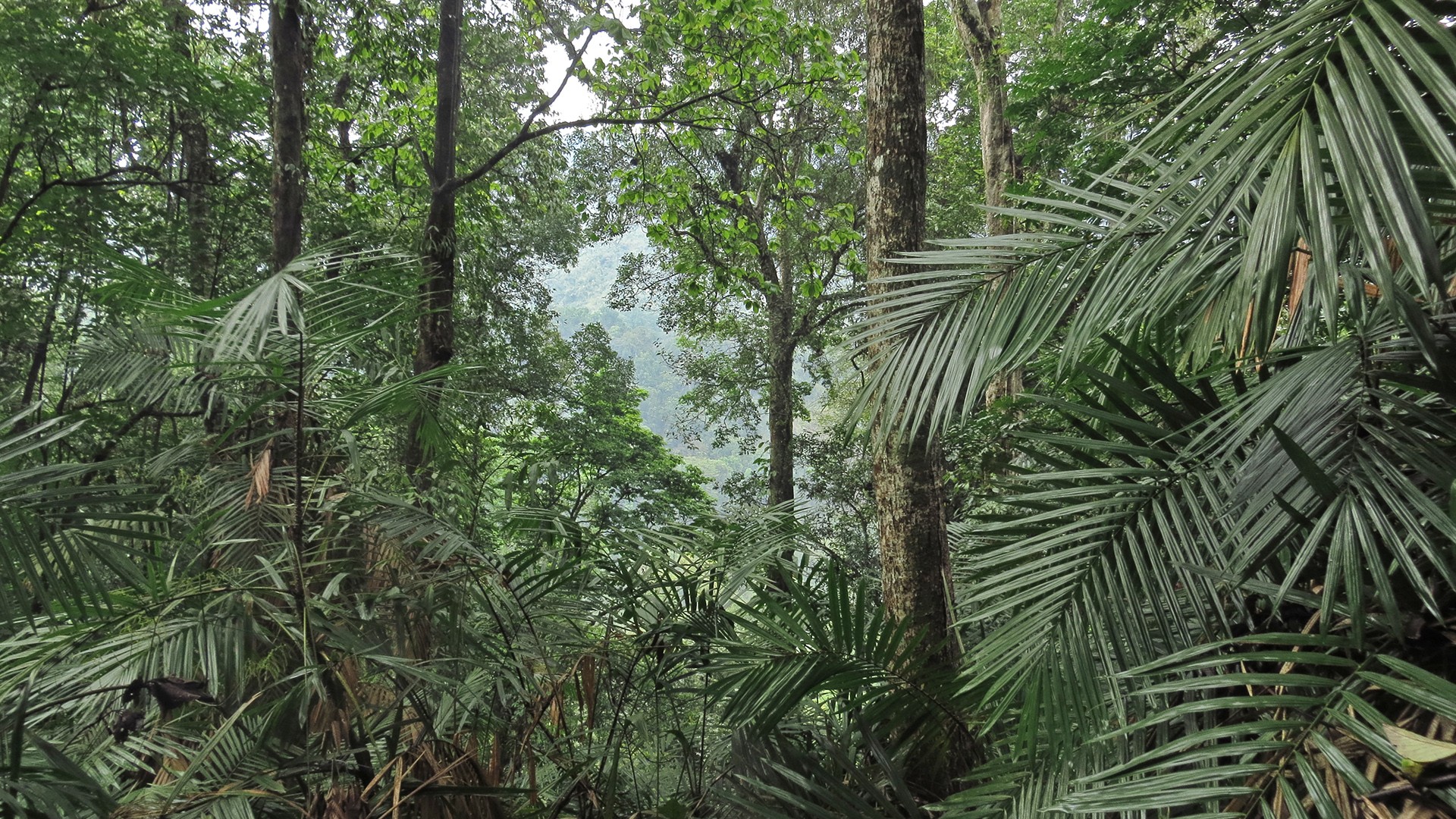 Pakke forest - Rodents: Greedy Eaters Or Forest Helpers | Nature inFocus
