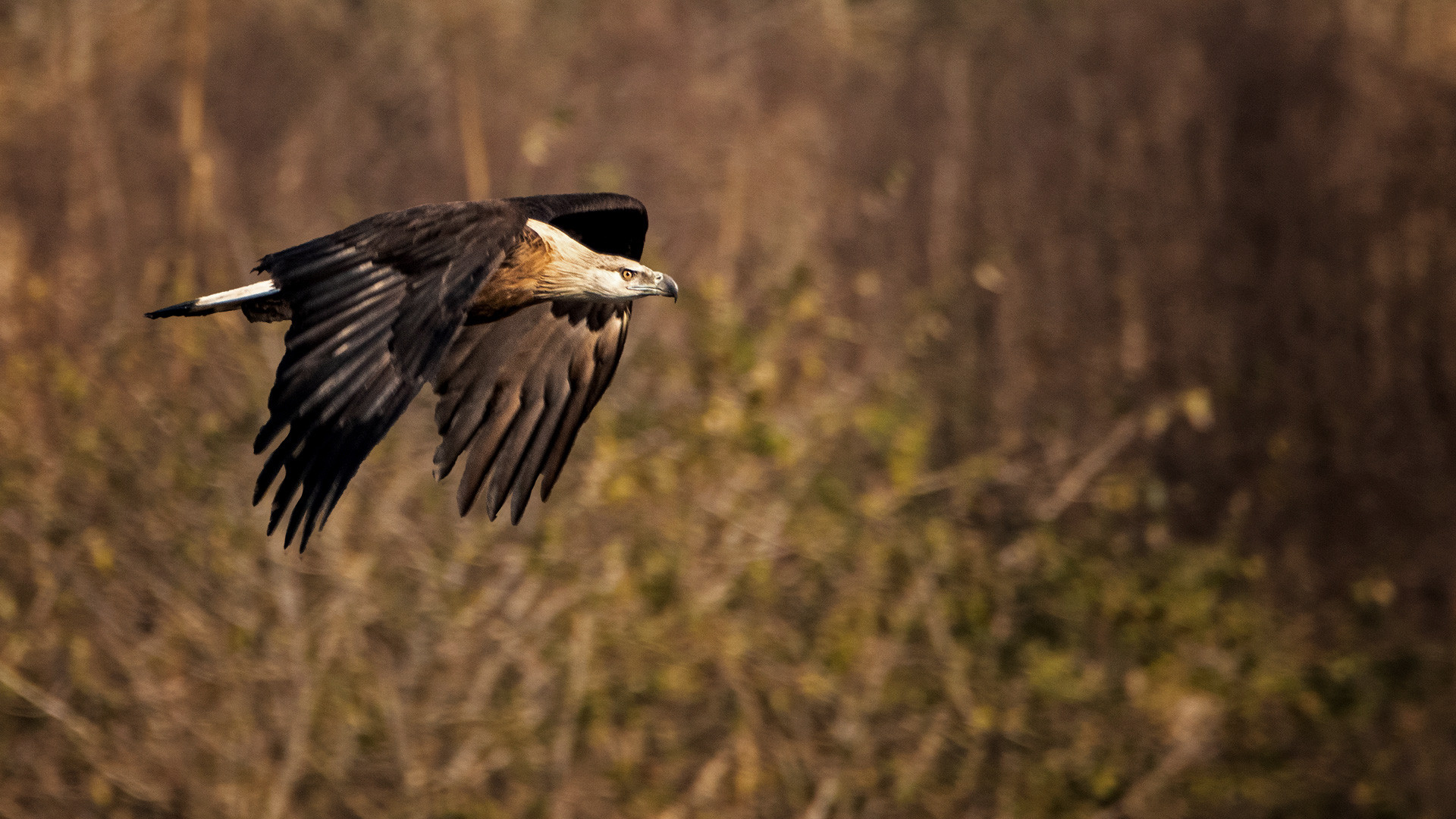 Pallas fish eagle | Nature Infocus