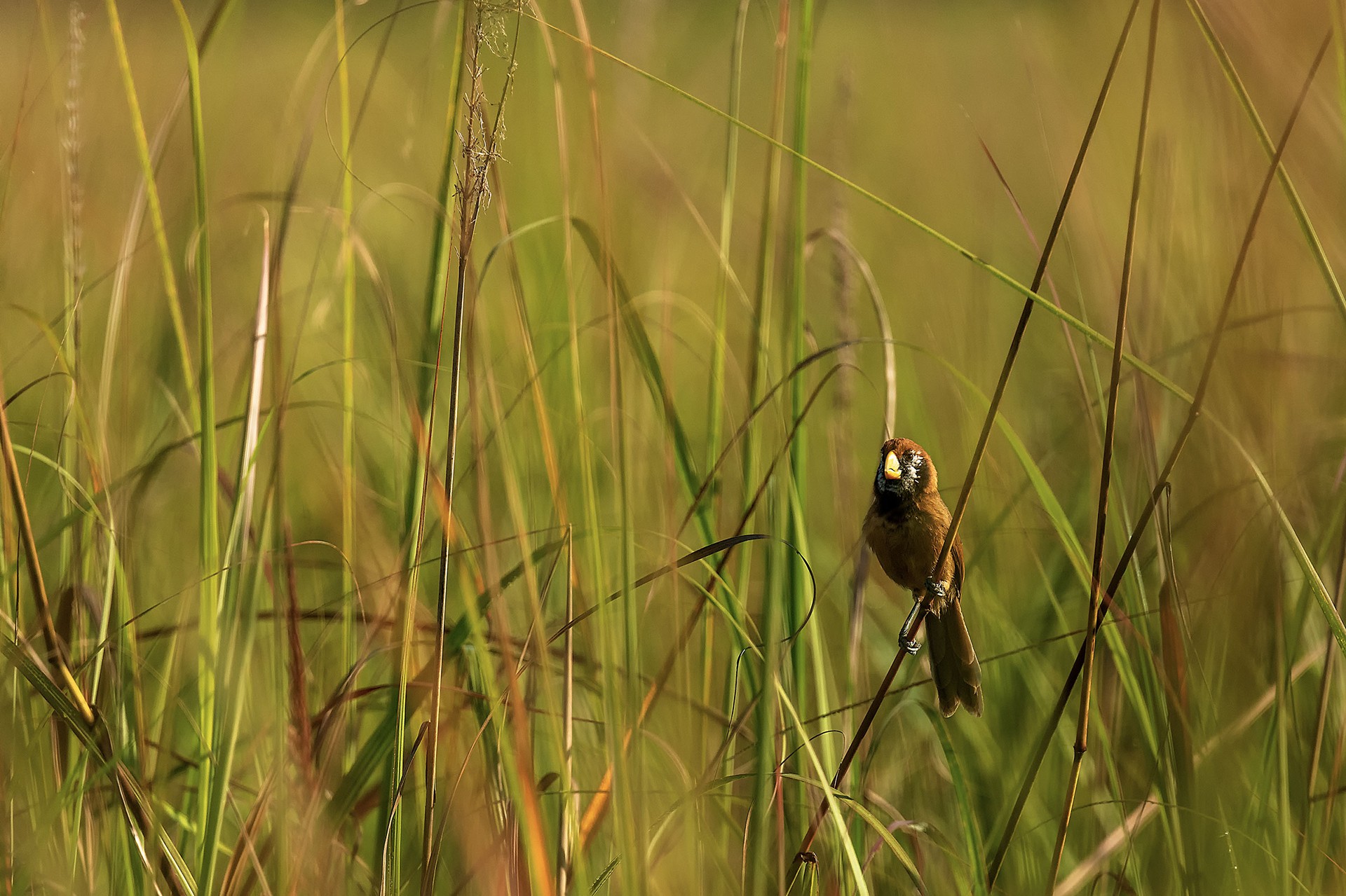 Pallavi laveti - Grassland Birds | Nature inFocus