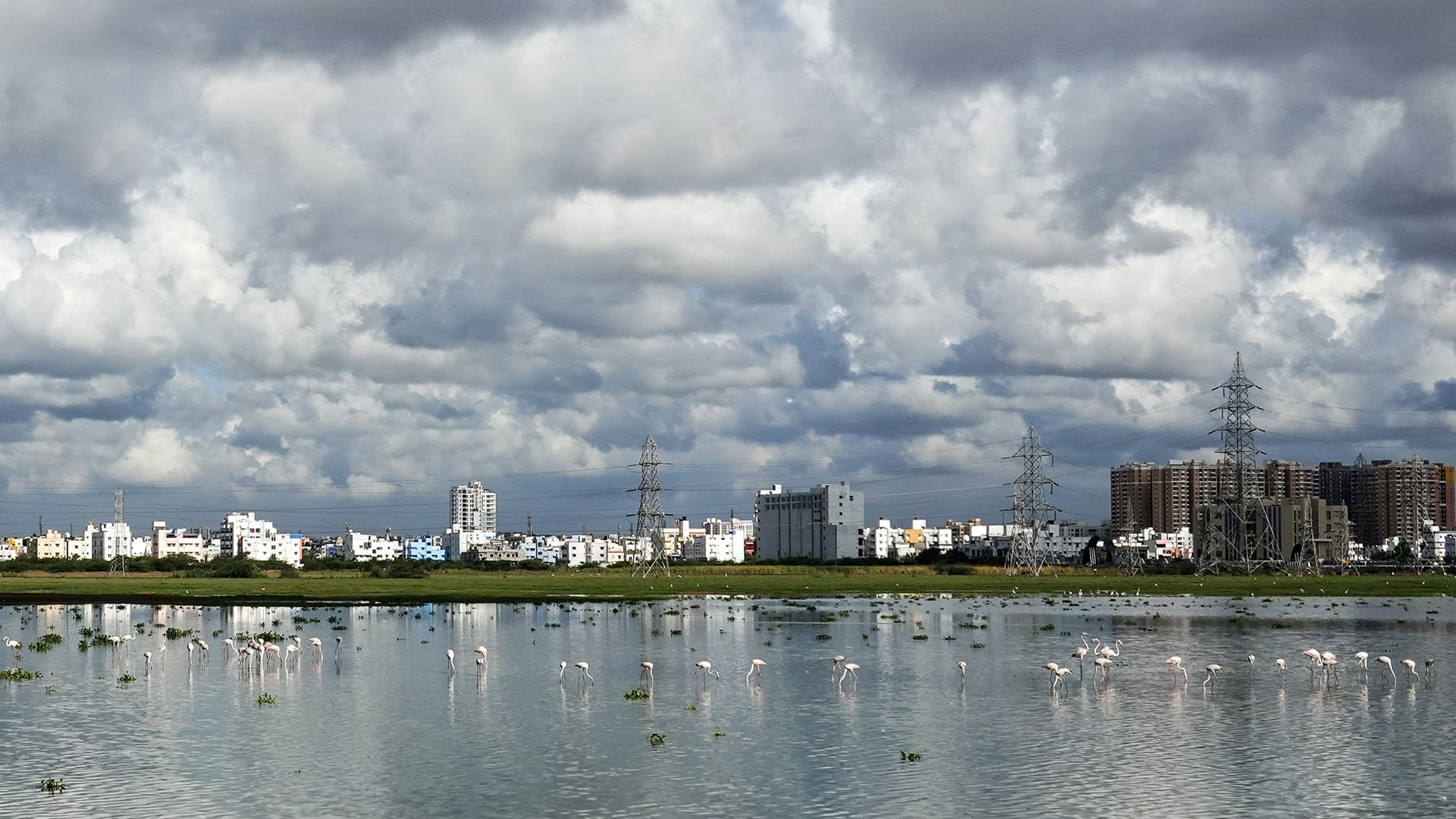 Greater Flamingos in Pallikaranai Marshland Chennai