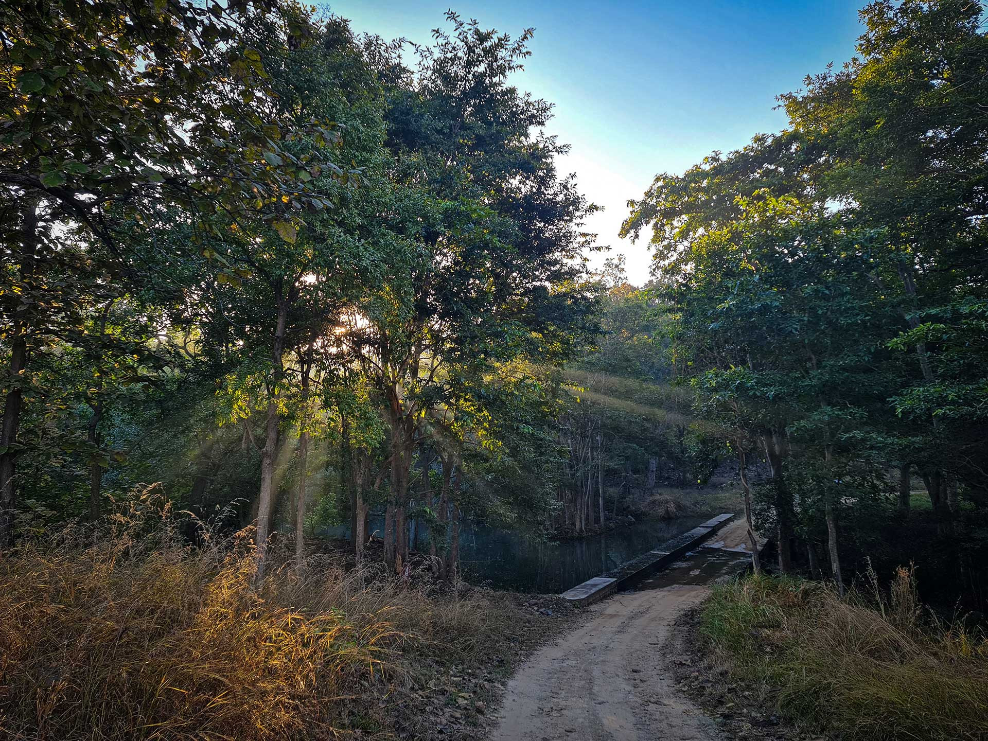 Dense forest and watering holes in Panna Tiger Reserve