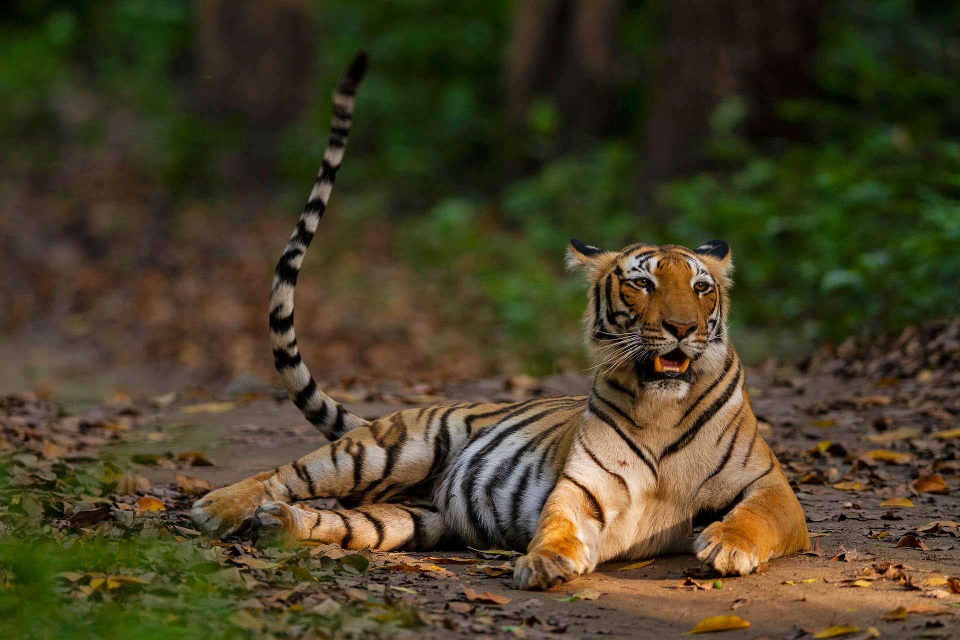 Paarwali aka Paro from Corbett Tiger Reserve