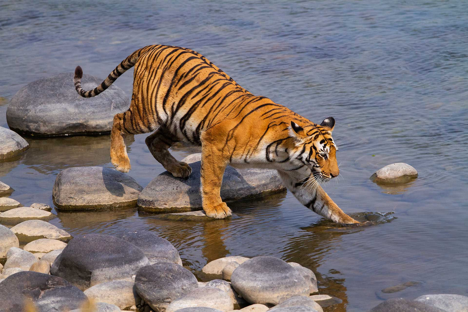Paarwali aka Paro, daughter of Thandi Maa in Corbett National Park