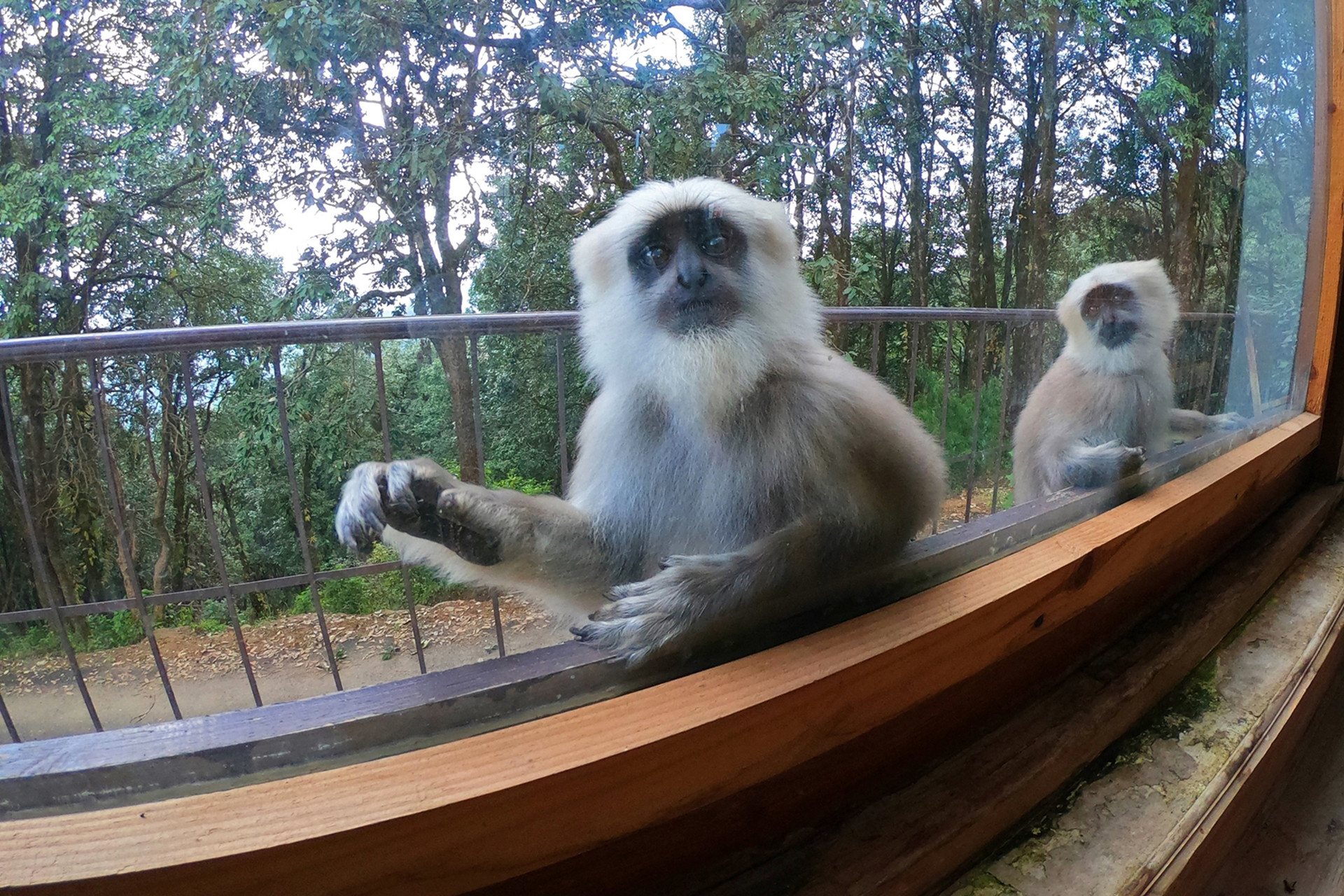 Partha pratim kundu - Seven Of India's Primate Species Are In Danger | Nature inFocus