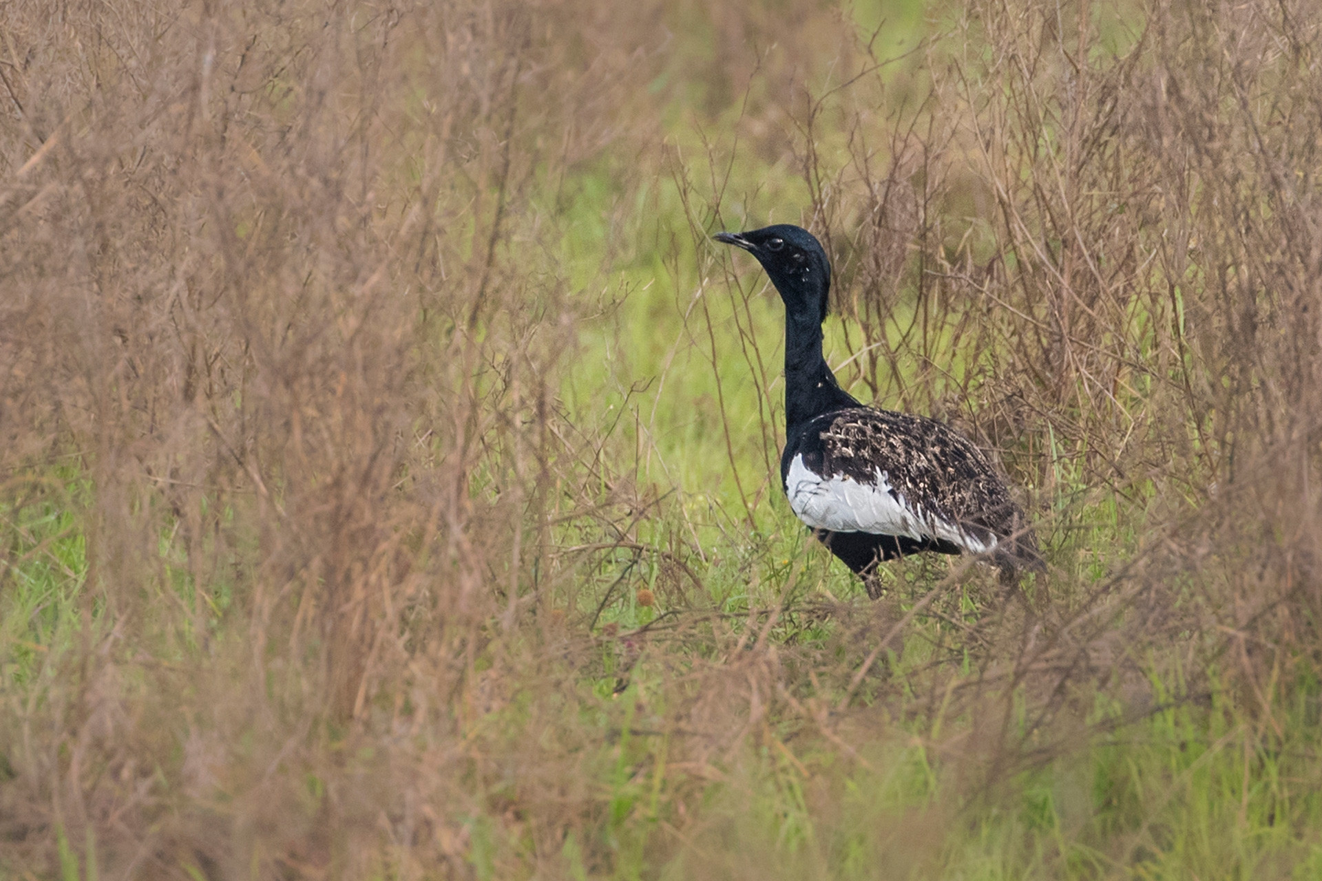 Bengal Florican Rare and critically endangered bird in Manas National Park Assam