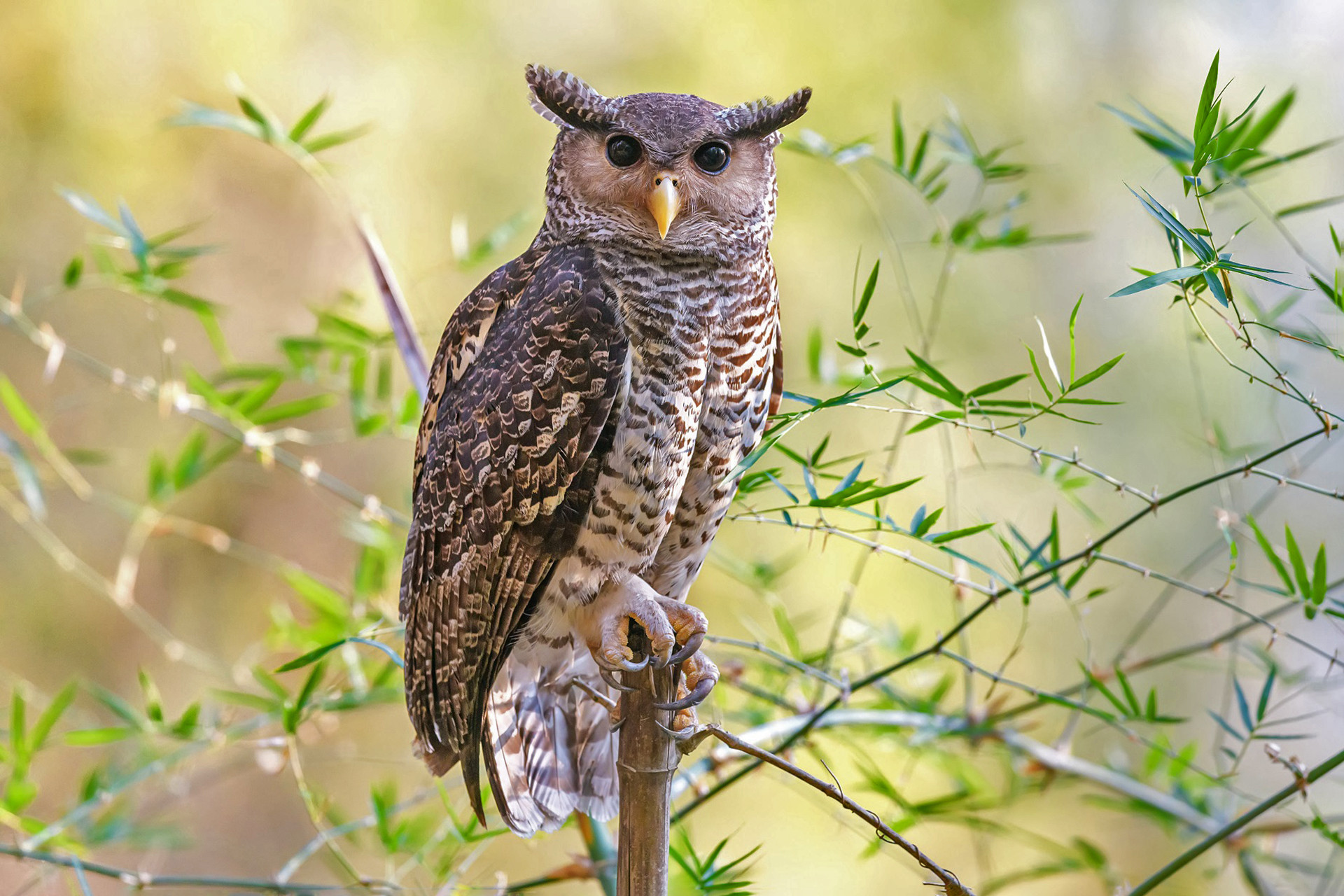Spot-bellied Eagle-Owl or Forest Eagle-Owl