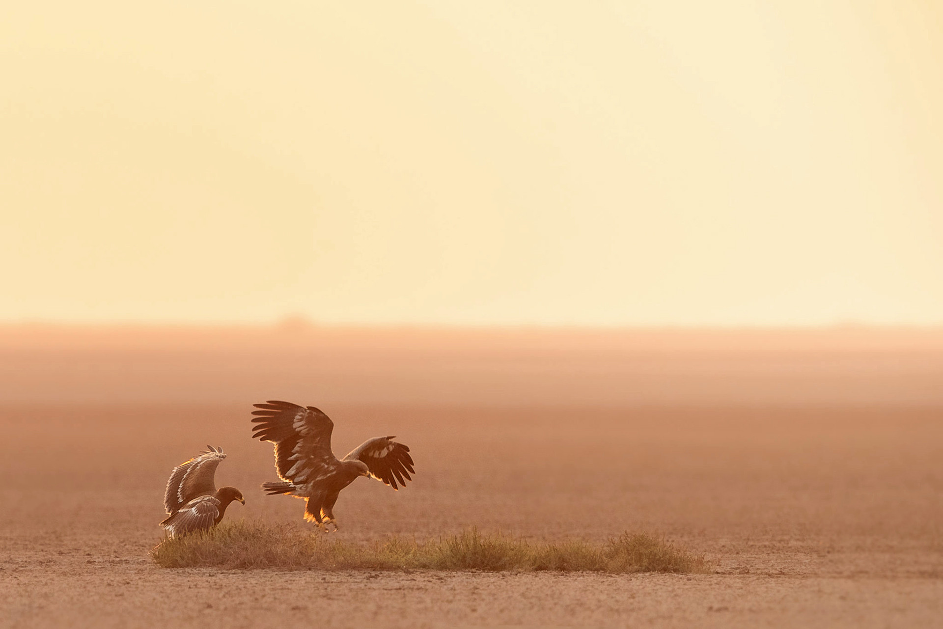 A pair of Steppe Eagles in Little Rann of Kutch